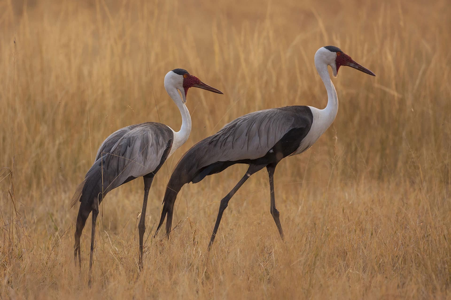 Two wattled crane birds walking in the Okavango Delta