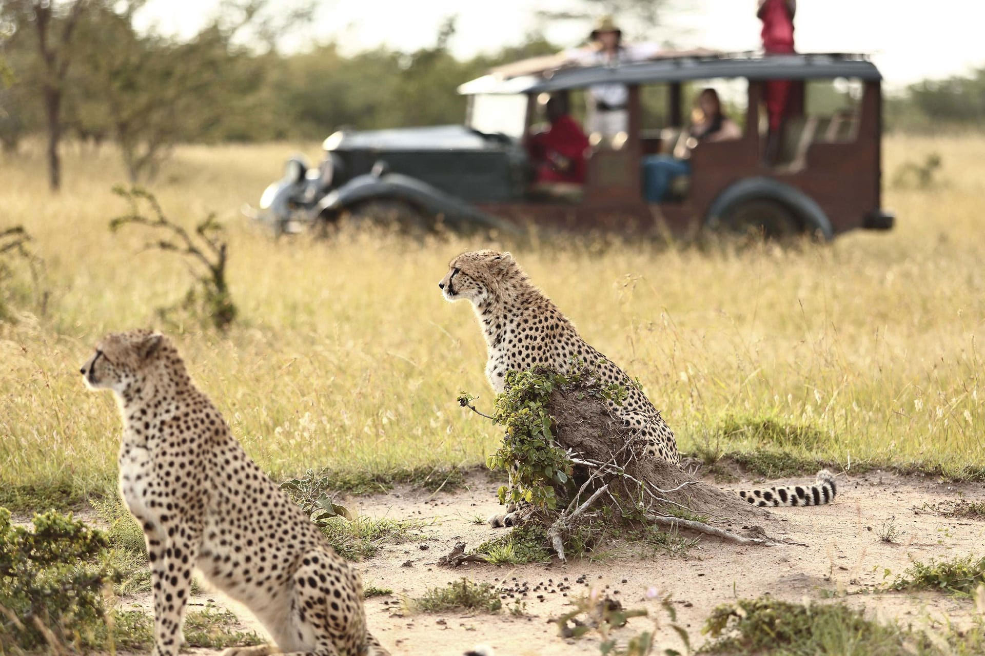 An authentic wood-panelled vintage safari vehicle at Cottar’s 1920s Safari Camp and a pair of cheetahs.