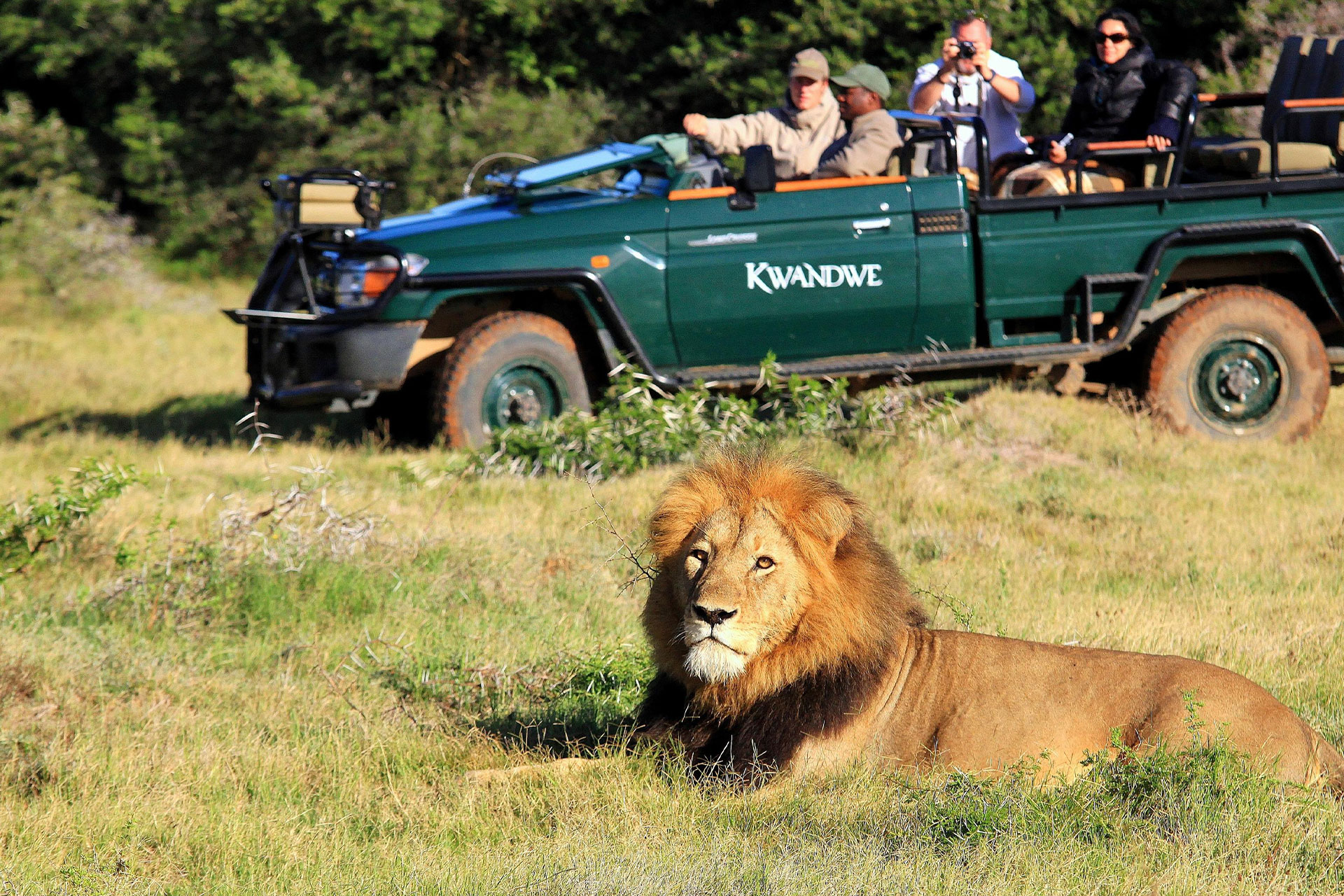 A large male lion and a safari vehicle during a game drive at Kwandwe Private Game Reserve