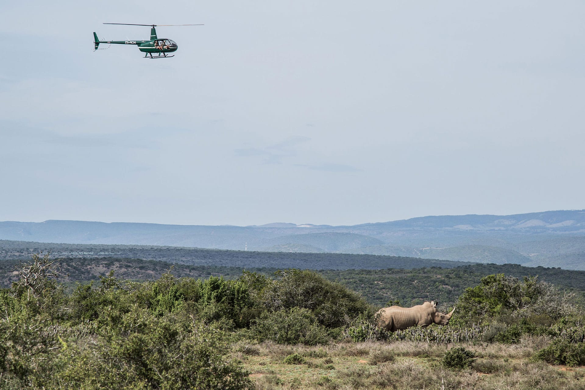 A helicopter tracking a rhino in the bush at Kwandwe Private Game Reserve.