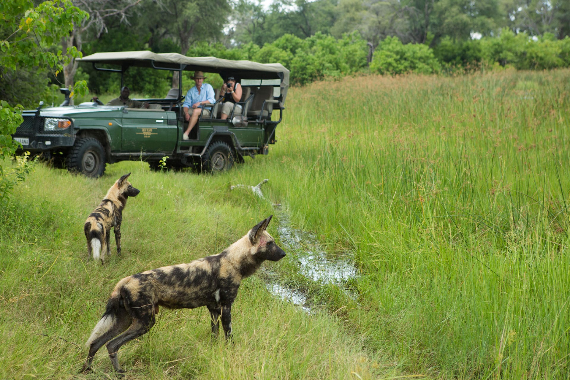 Painted dogs, or African wild dogs, spotted on a safari with Great Plains in the Okavango Delta.
