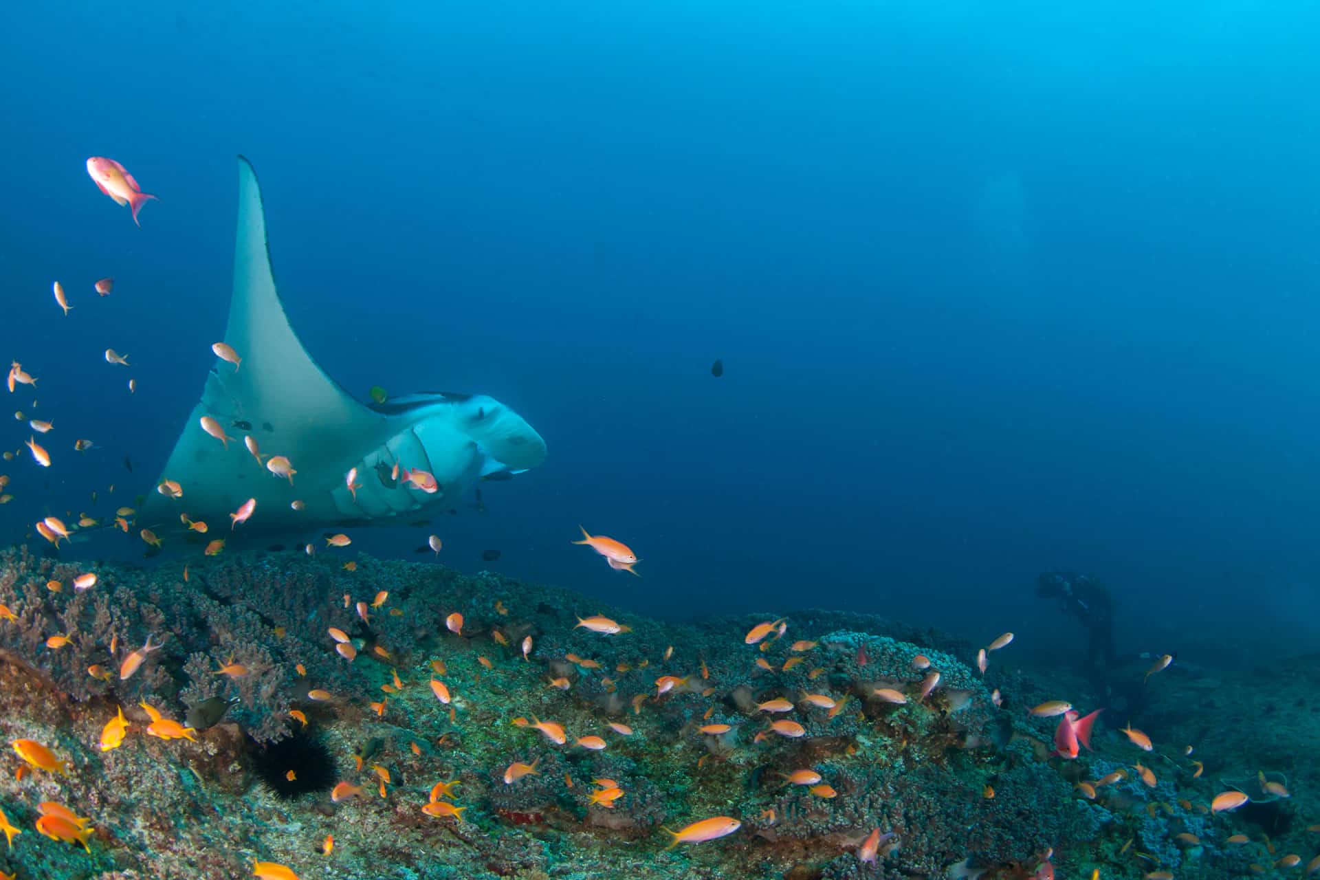 A manta ray swimming in the protected Bazaruto archipelago off Mozambique.