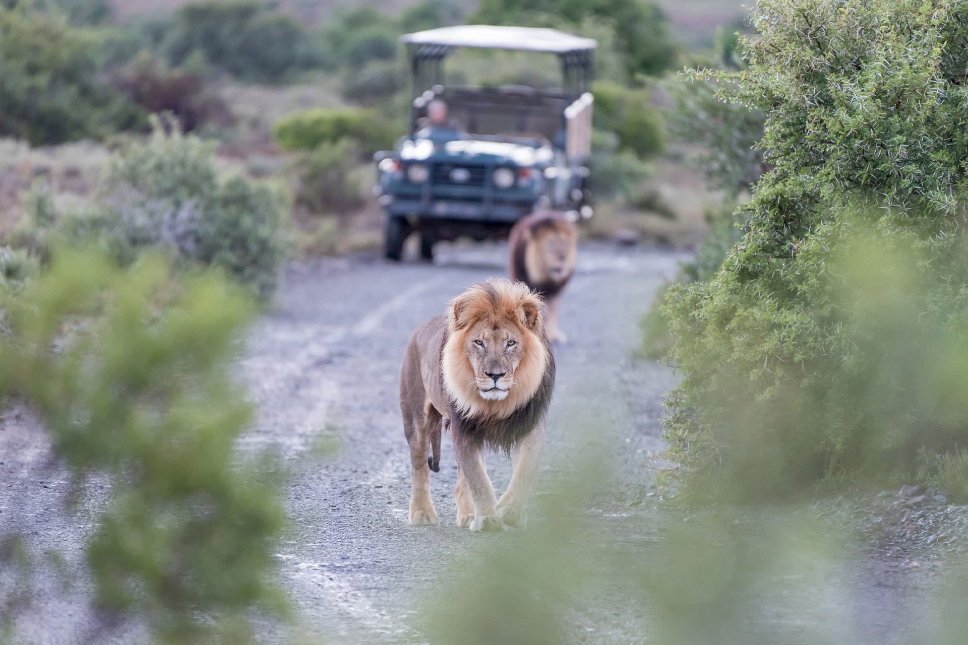 A lion spotted on a safari in the Sabi Sands Game Reserve, South Africa – one of the top honeymoon destinations in Africa.