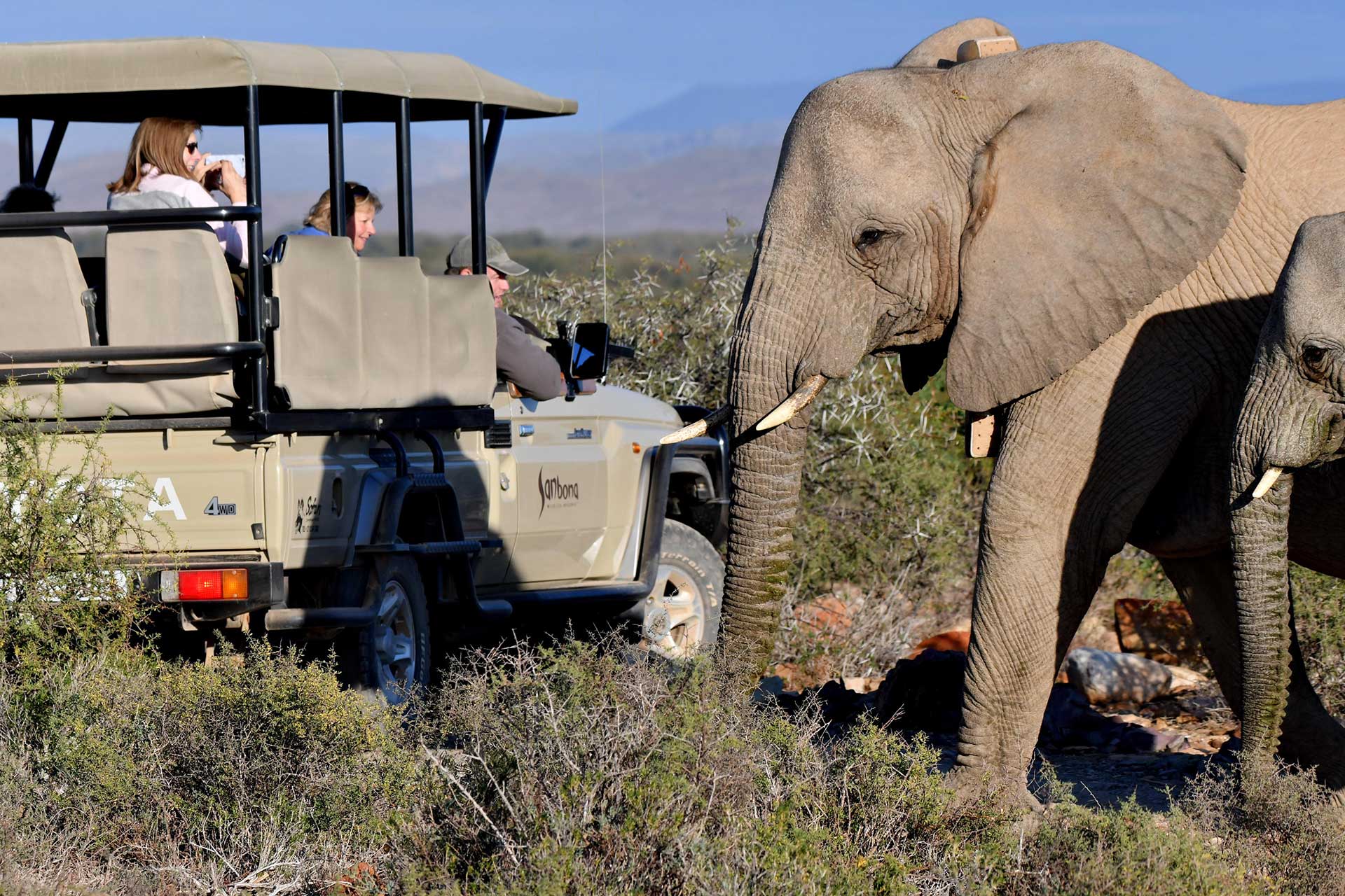 A close encounter with an elephant spotted on a game drive in the Sanbona Wildlife Reserve.