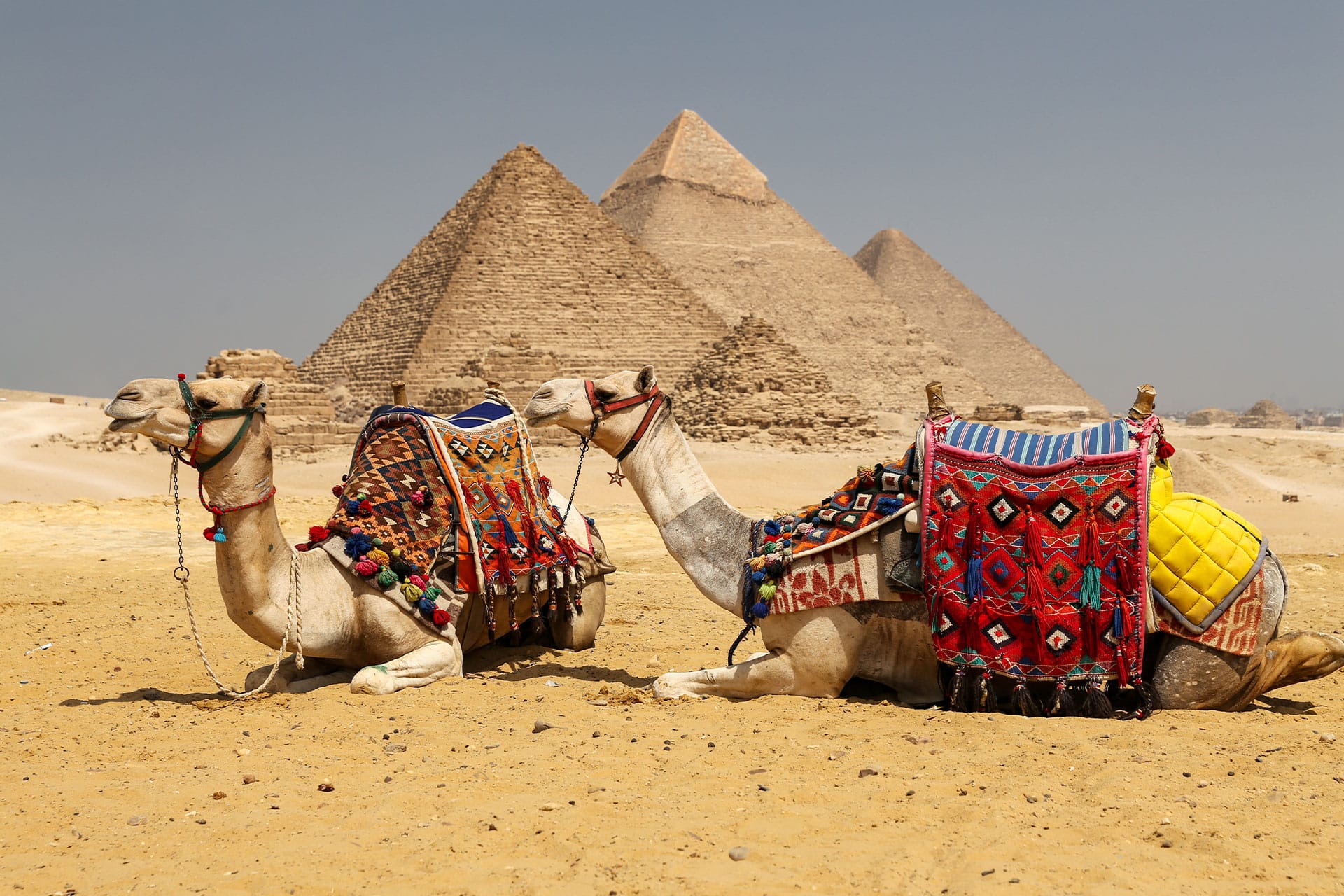 Two camels lying down with the pyramids of Giza in the background – one of the top attractions in Egypt.