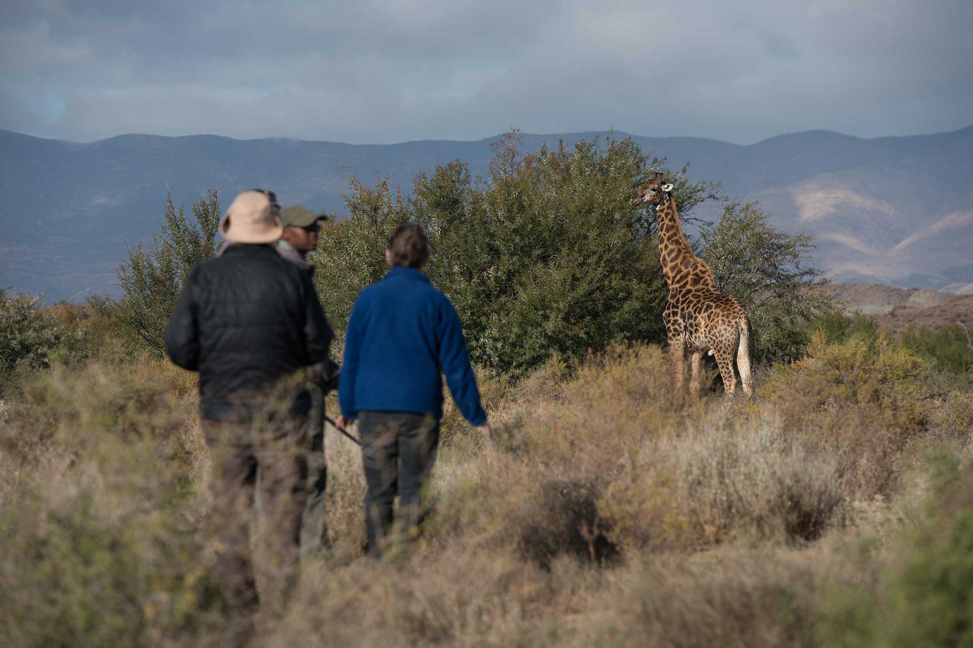A giraffe spotted on a walking safari at Sanbona Wildlife Reserve.