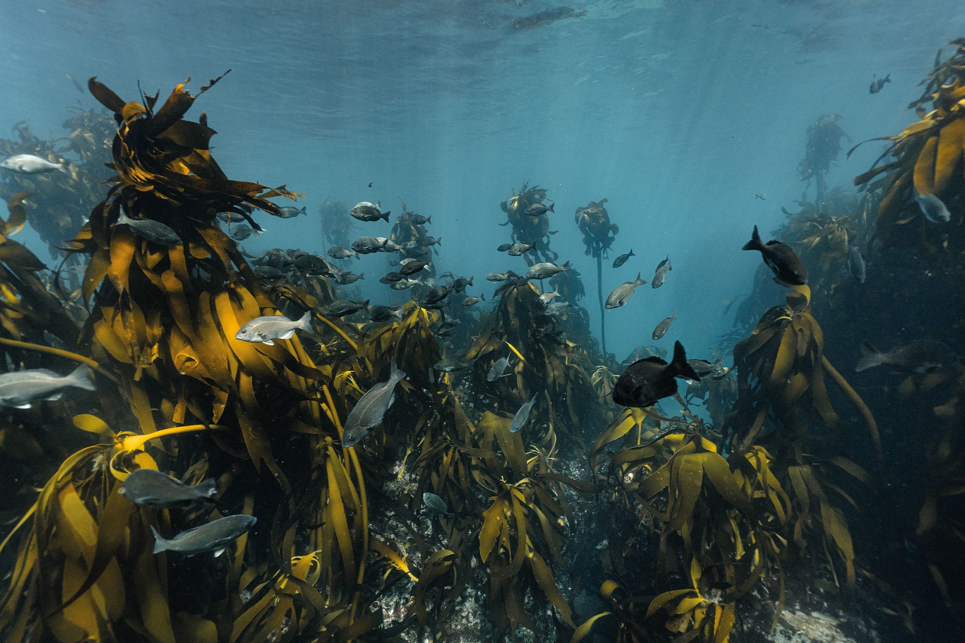Cape kelp forests on a Marine Biologist for a day experience with Belmond Mount Nelson.
