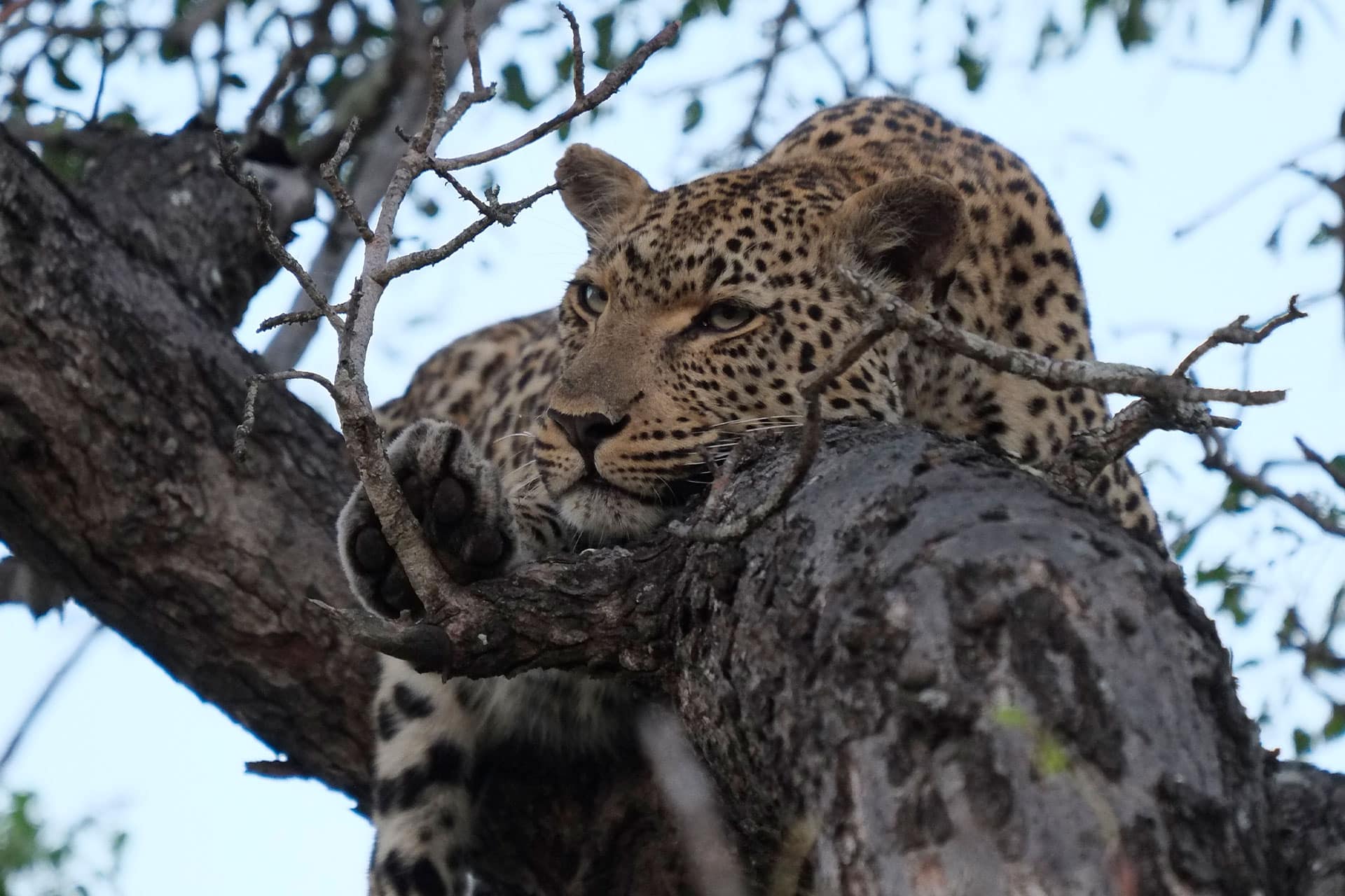 A leopard spotted in a tree during a game drive at Simbambili – a Thornybush lodge.