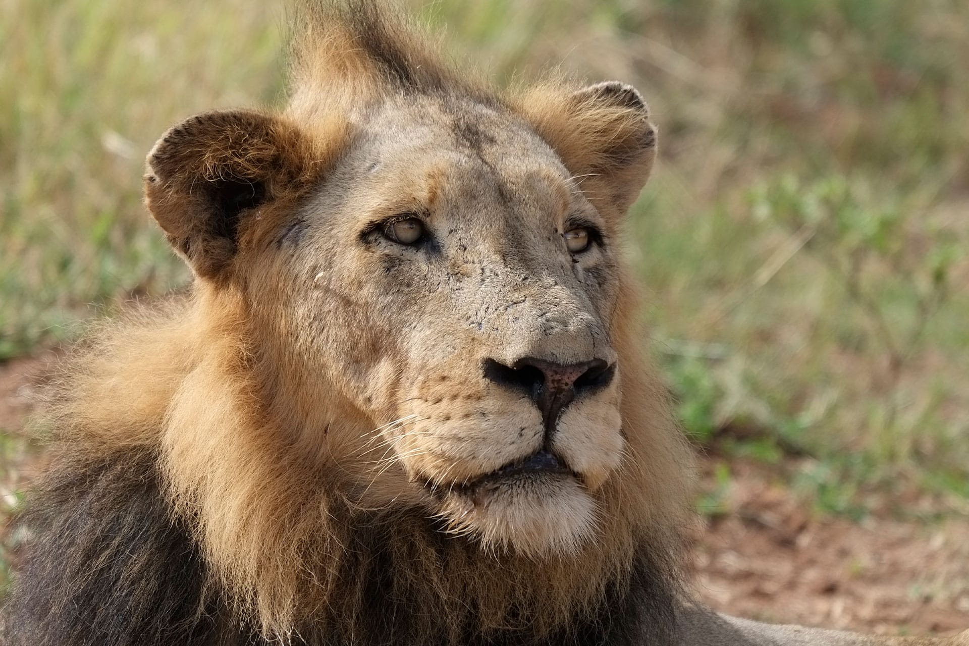 A lion at Thornybush, South Africa.