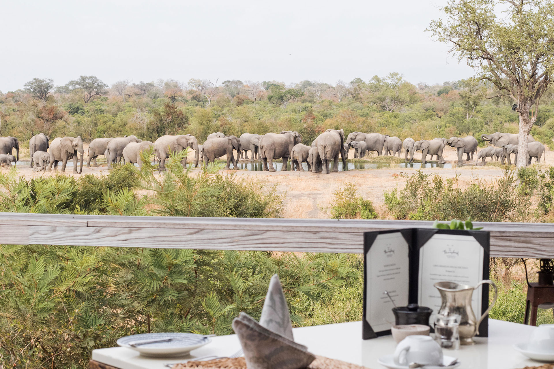A herd of elephants seen gathering at the waterhole from the dining area at Simbambili Game Lodge – a lodge from the Thornybush collection.