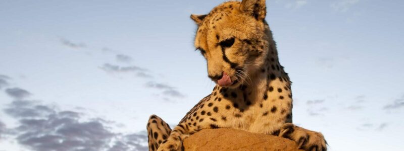 Cheetah spotted on Safari in Namibia
