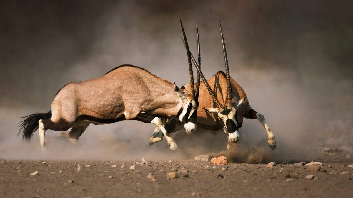 Plains game in the desert - safari to namibia