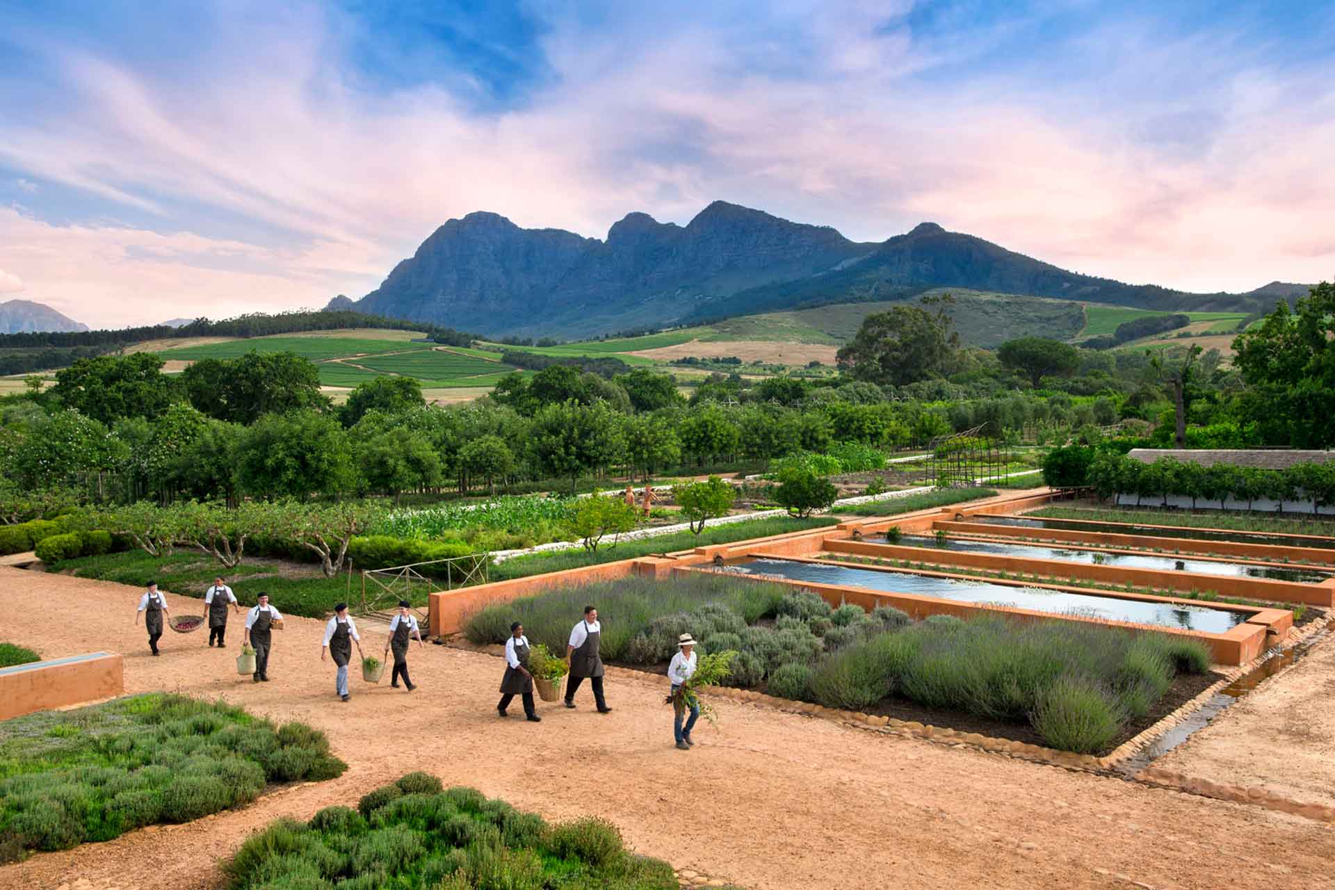 Babel chefs collecting fresh ingredients from the fruit and vegetable garden at Babylonstoren – home to Babel, one of the top Cape Winelands restaurants.