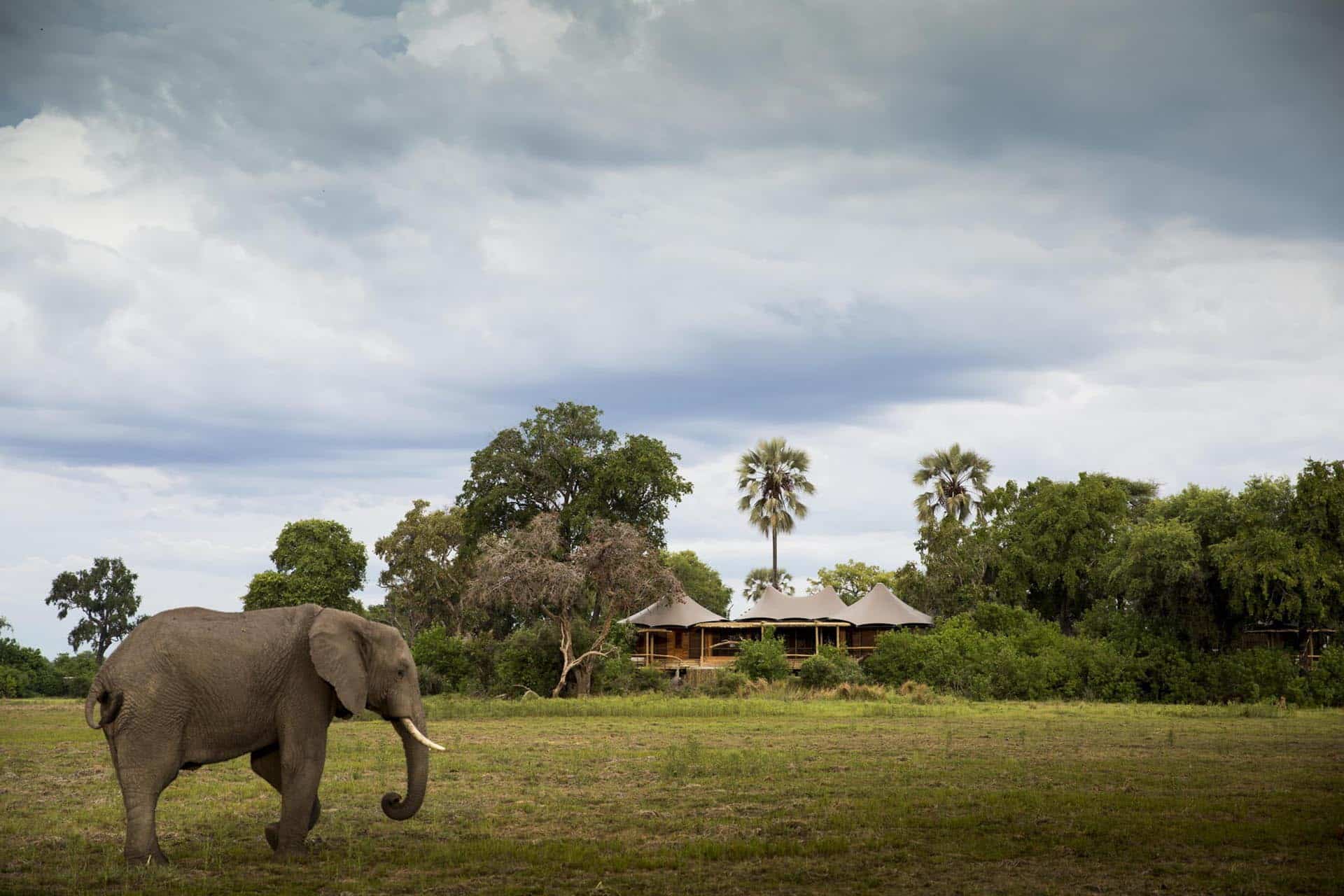 An elephant on the floodplains of the Okavango Delta in front of Mombo Camp – one of the top Eco Lodges in Africa.