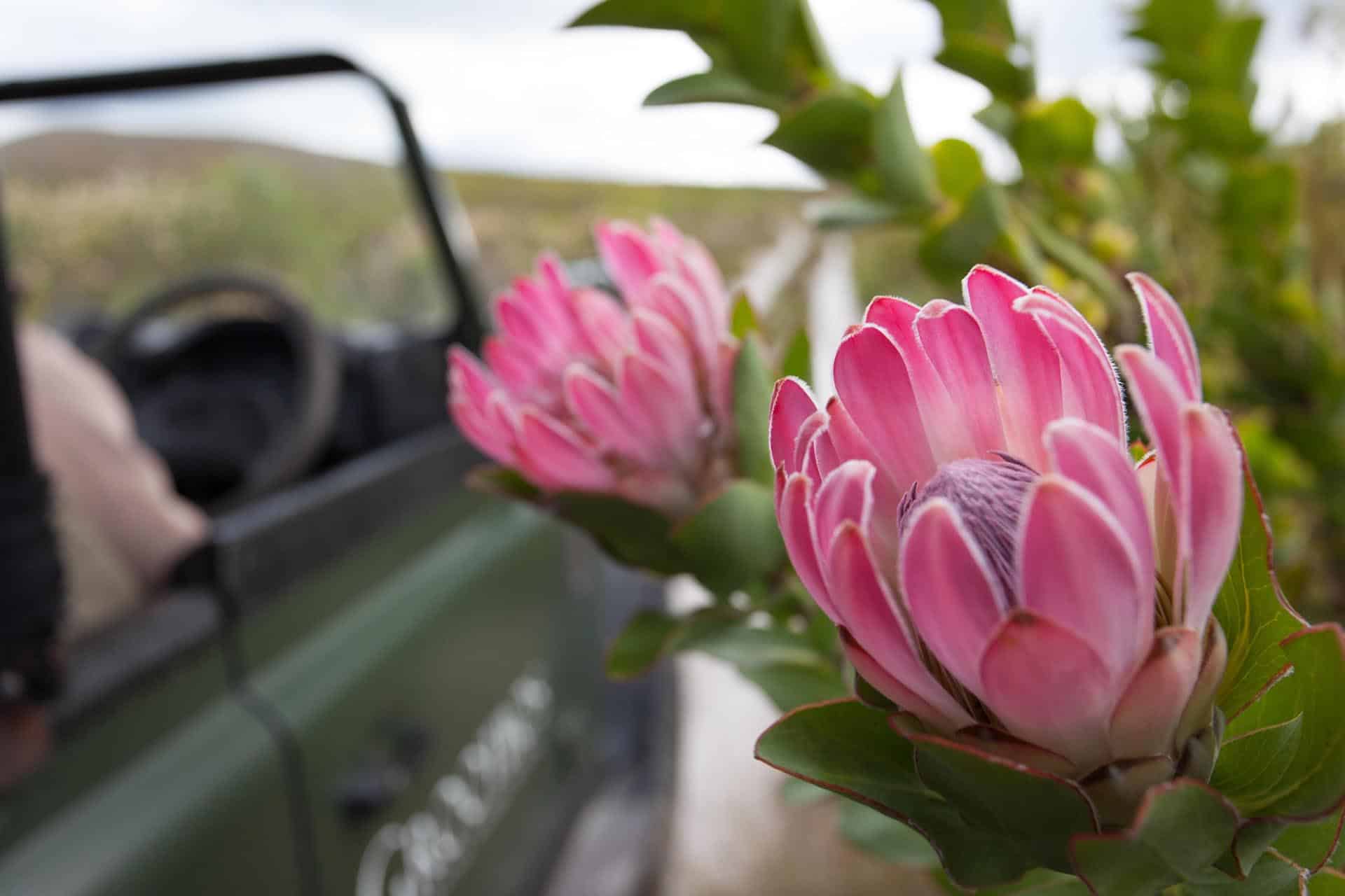 A pink protea on a botanical tour at Grootbos Private Nature Reserve – one of the top Eco Lodges in Africa.