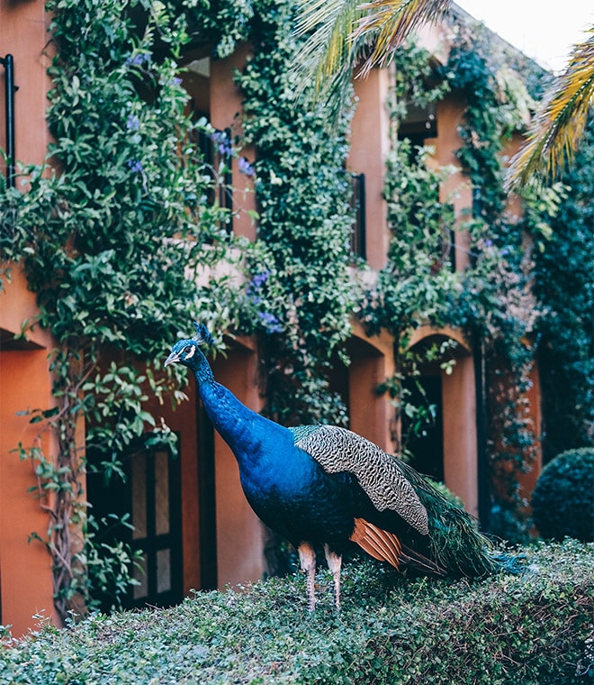 A peacock at La Residence Franschhoek.