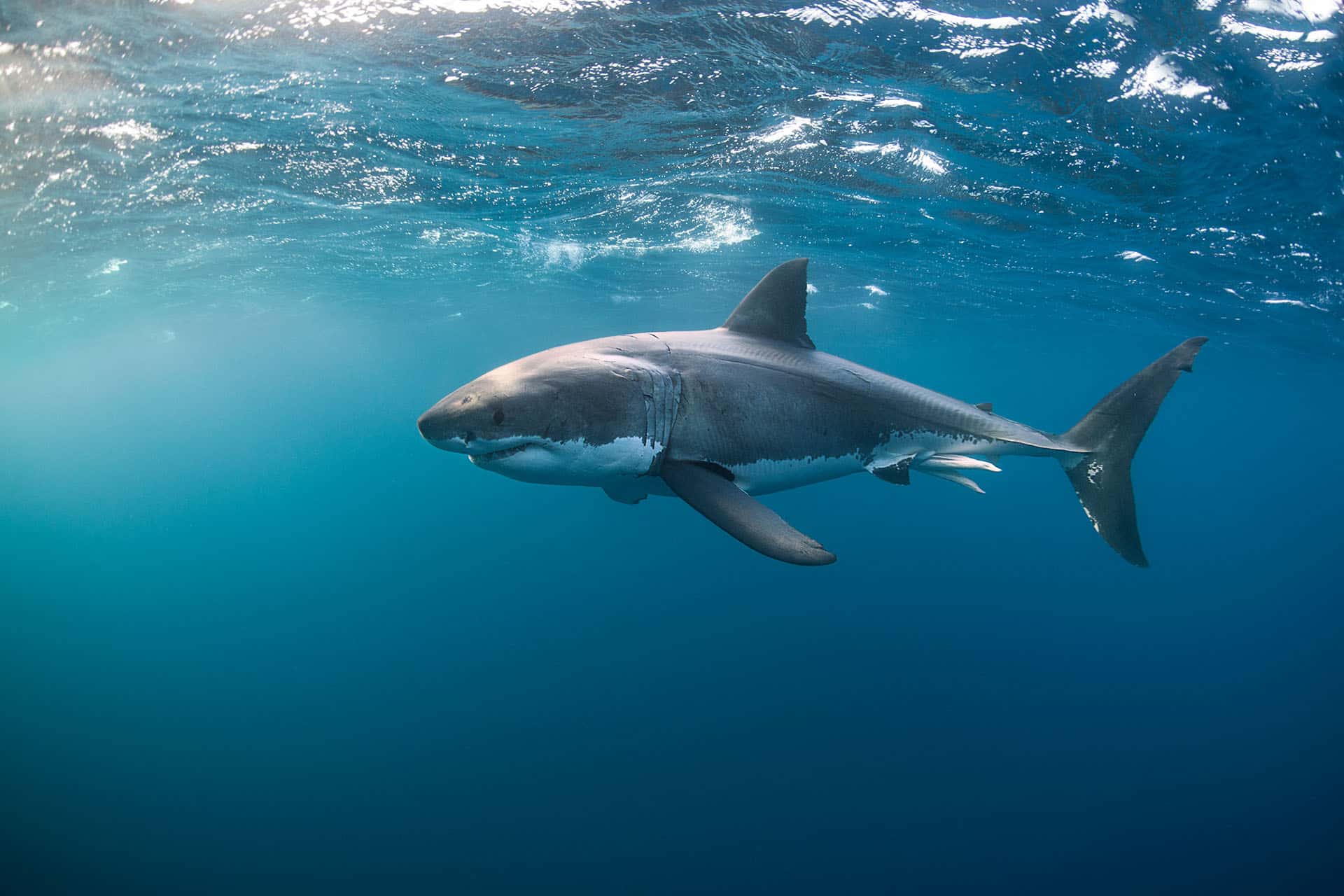 A large great white shark - an animal that makes up the Marine Big Five in South Africa.