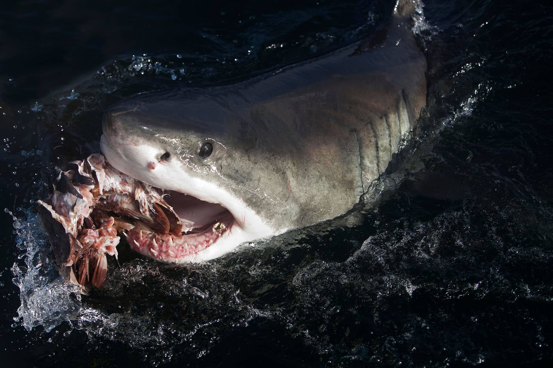 A great white shark feeding on the scraps of a carcass – an animal that makes up the Marine Big Five in South Africa.