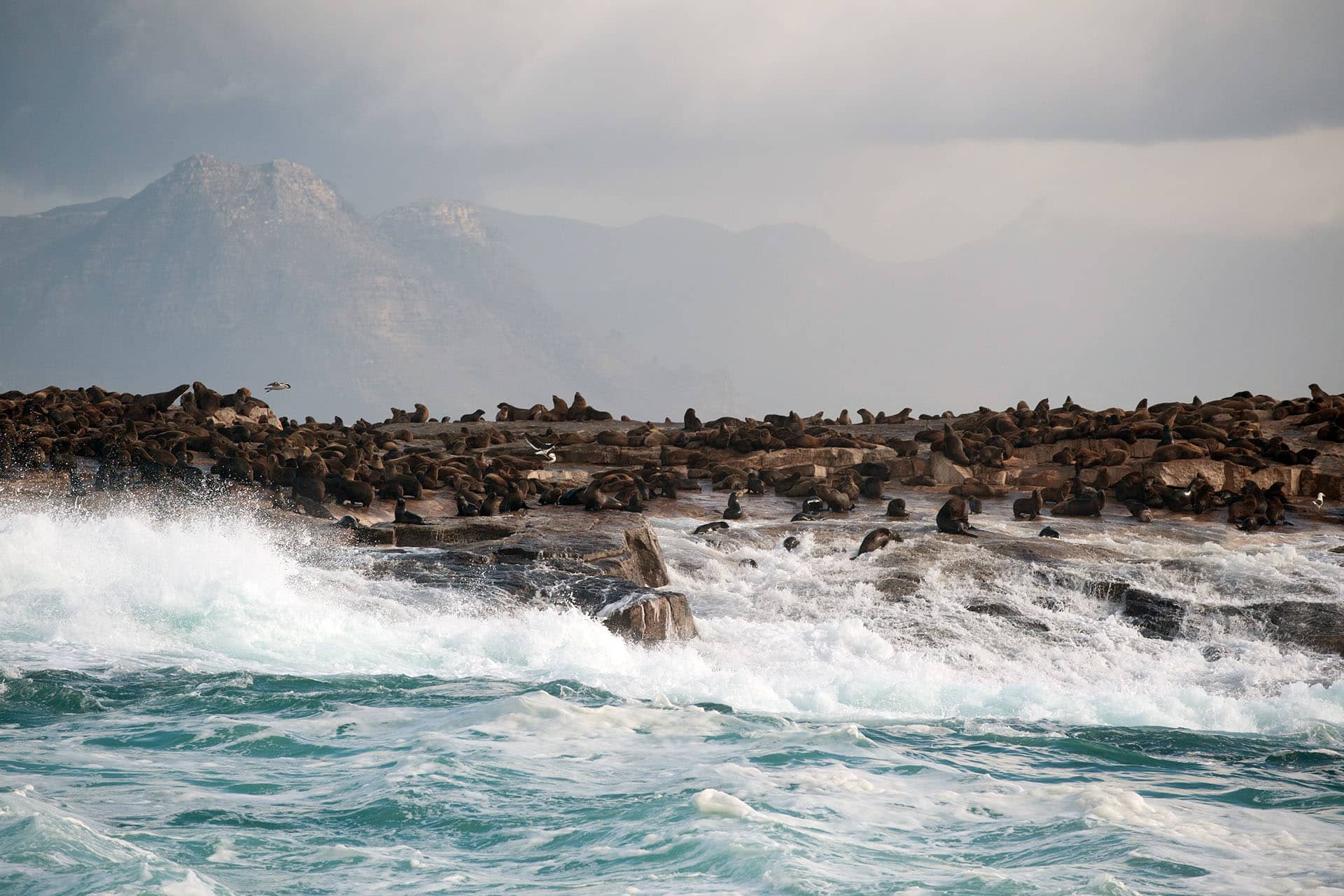 A colony of Cape fur seals in False Bay, South Africa - an animal that makes up the Marine Big Five in South Africa.