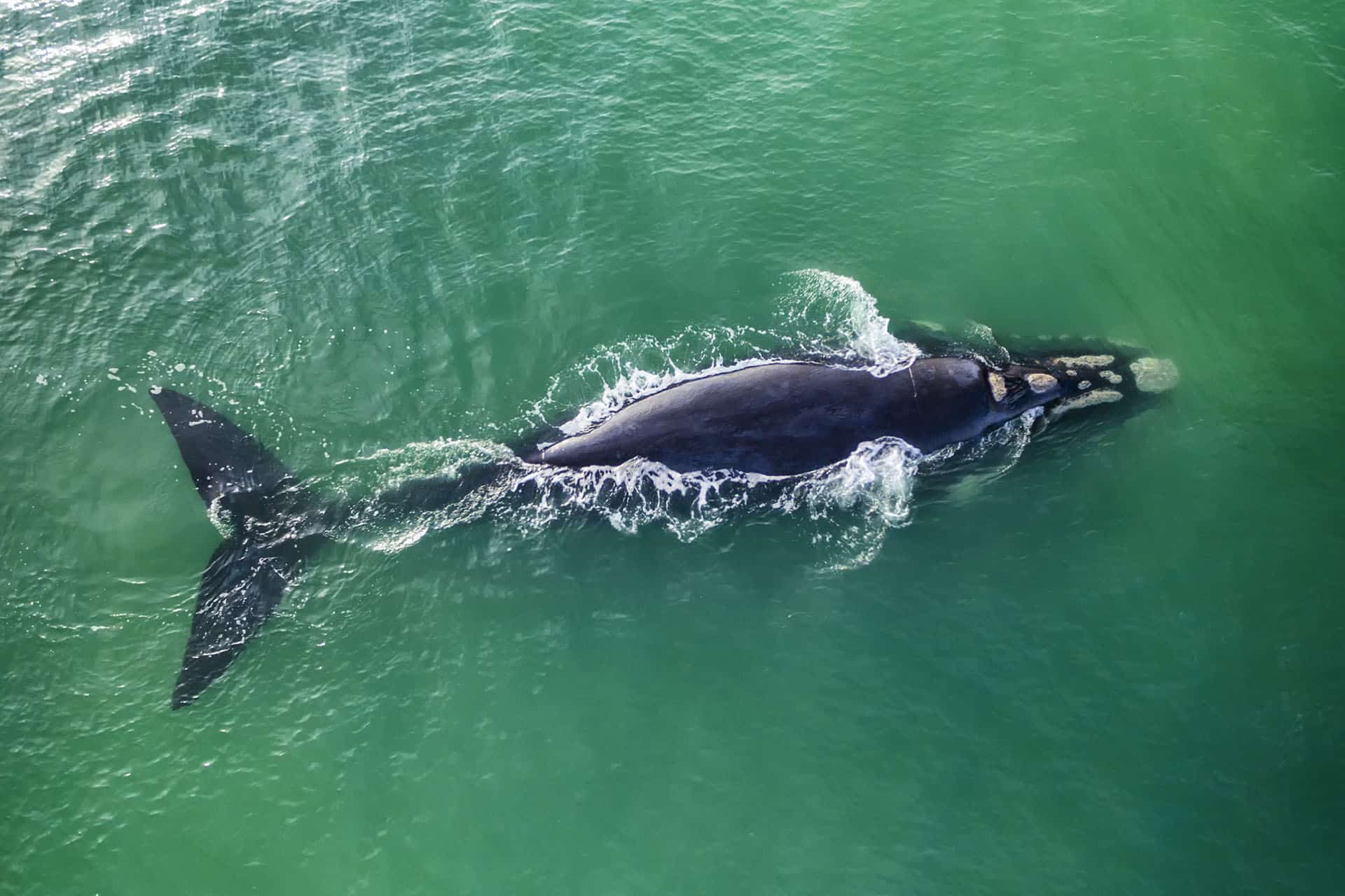 A large southern right whale swimming in open water - an animal that makes up the Marine Big Five in South Africa.