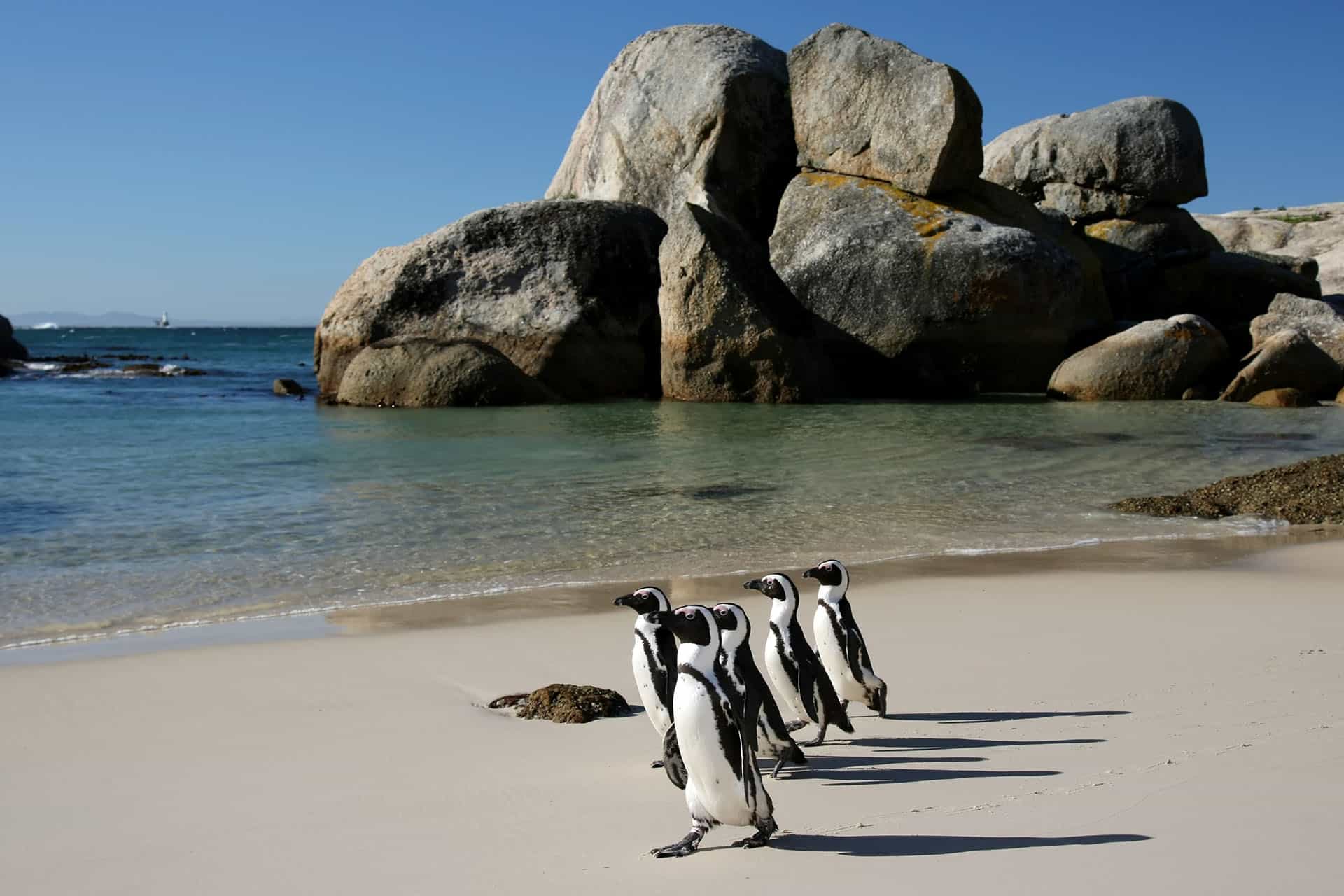 African penguins - animals that make up the Marine Big Five in South Africa.