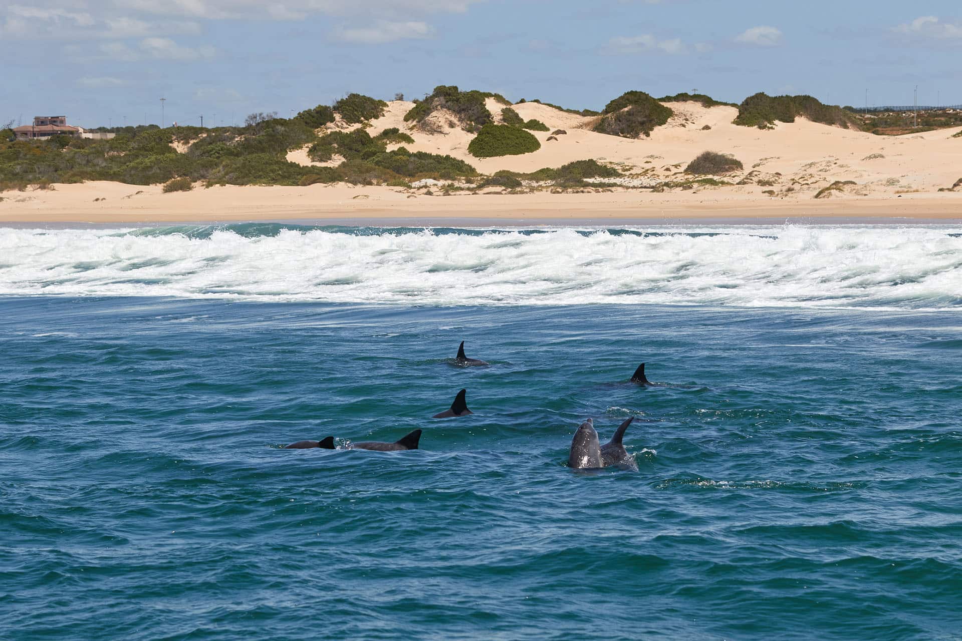A pod of bottlenose dolphins at Algoa Bay, South Africa - animals that make up the Marine Big Five in South Africa.