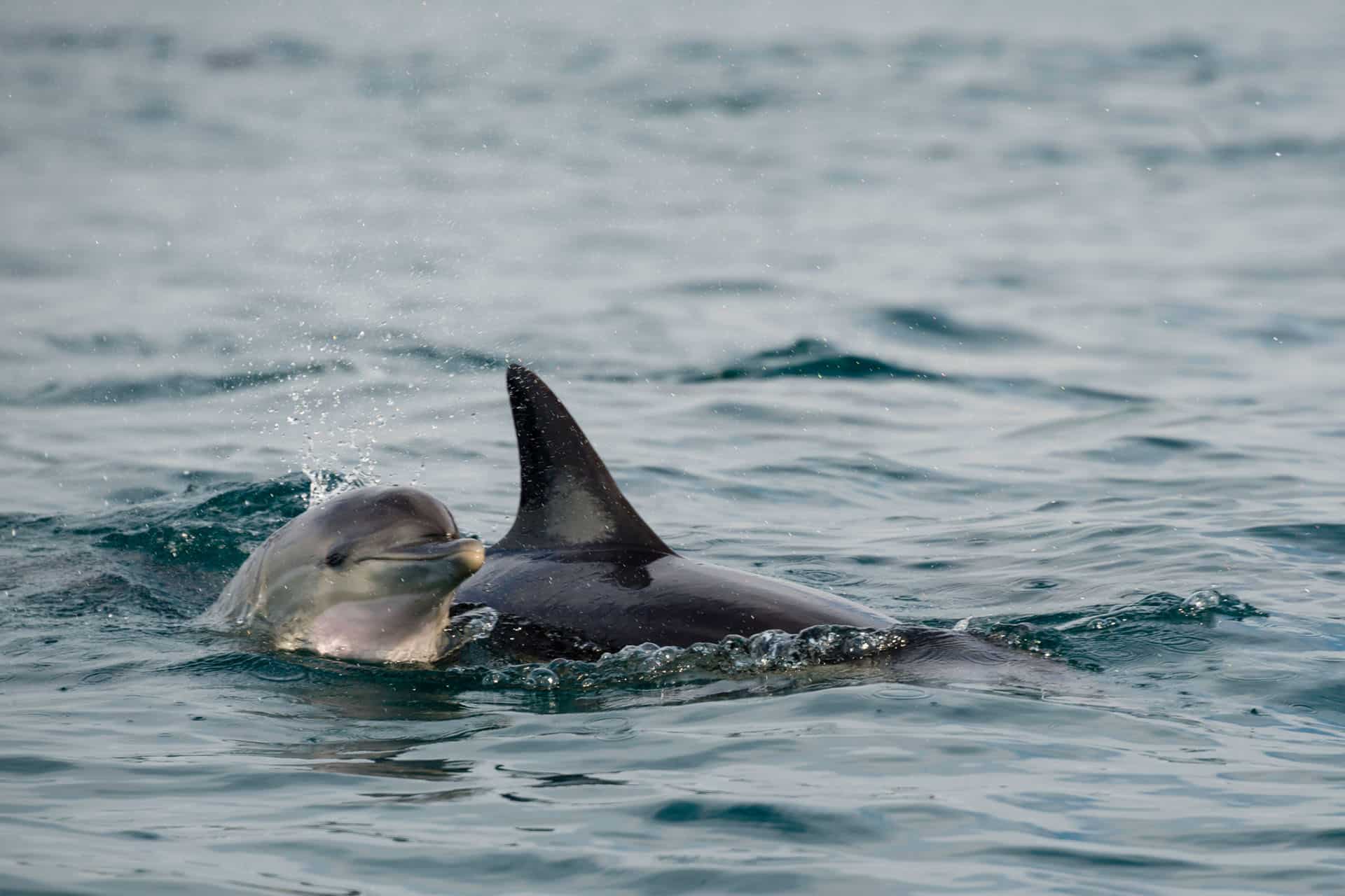 Bottlenose dolphin mother and calf - animals that make up the Marine Big Five in South Africa.