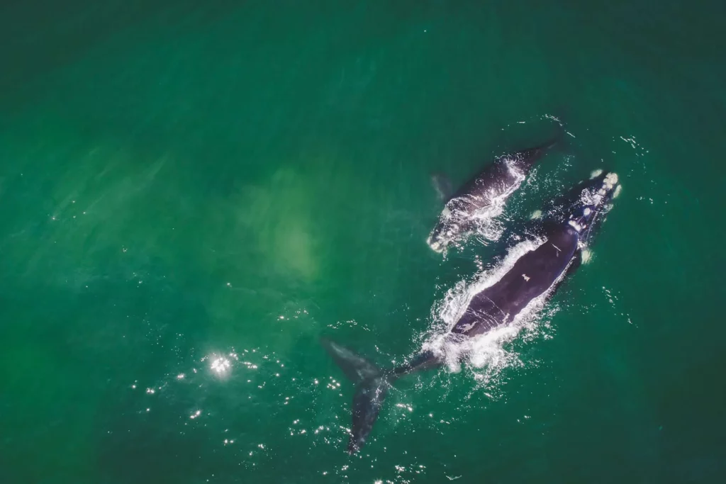 Marine Big Five - Cover