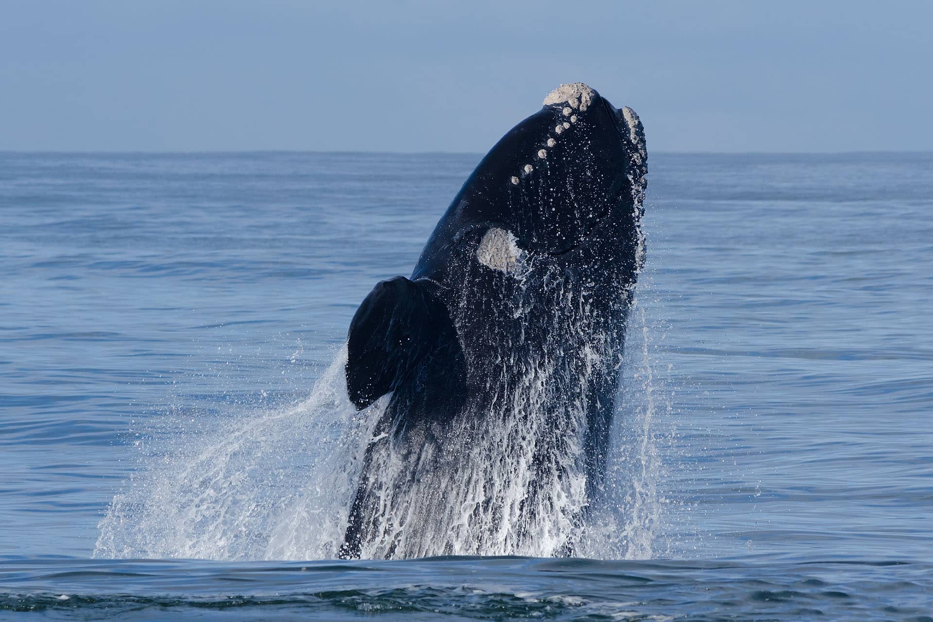 A breaching southern right whale - an animal that makes up the Marine Big Five in South Africa.