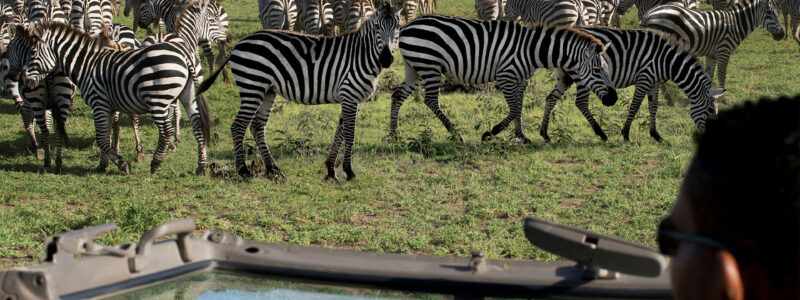 One Nature_0000s_0000_Serengeti game drive, One Nature Nyaruswiga