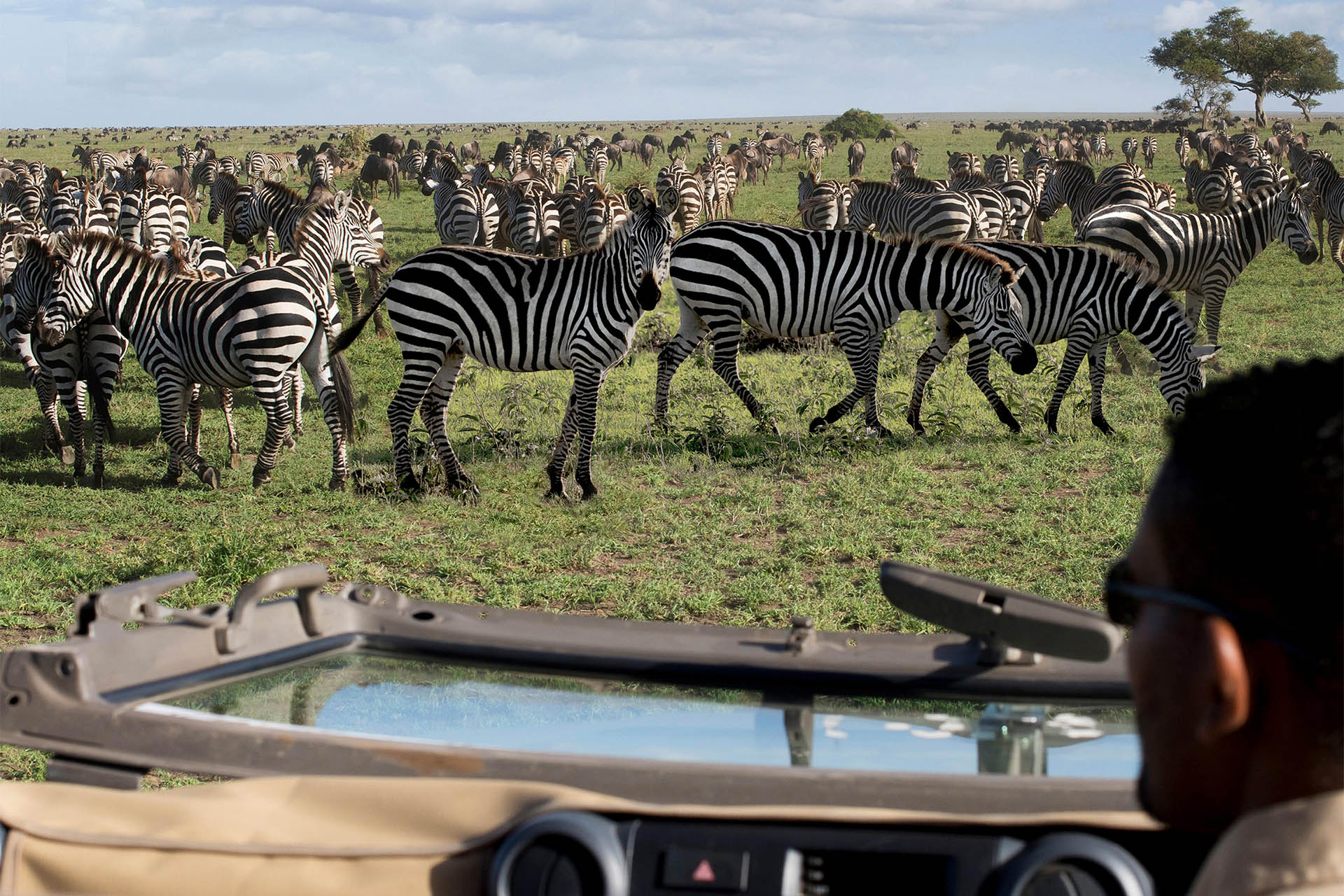 A safari vehicle watches a large herd of zebras grazing in the grasslands.