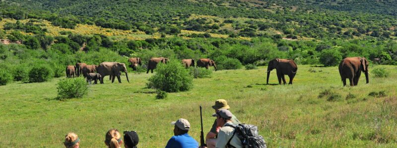 Shamwari-Eagles- Garden Route of South Africa- Exp