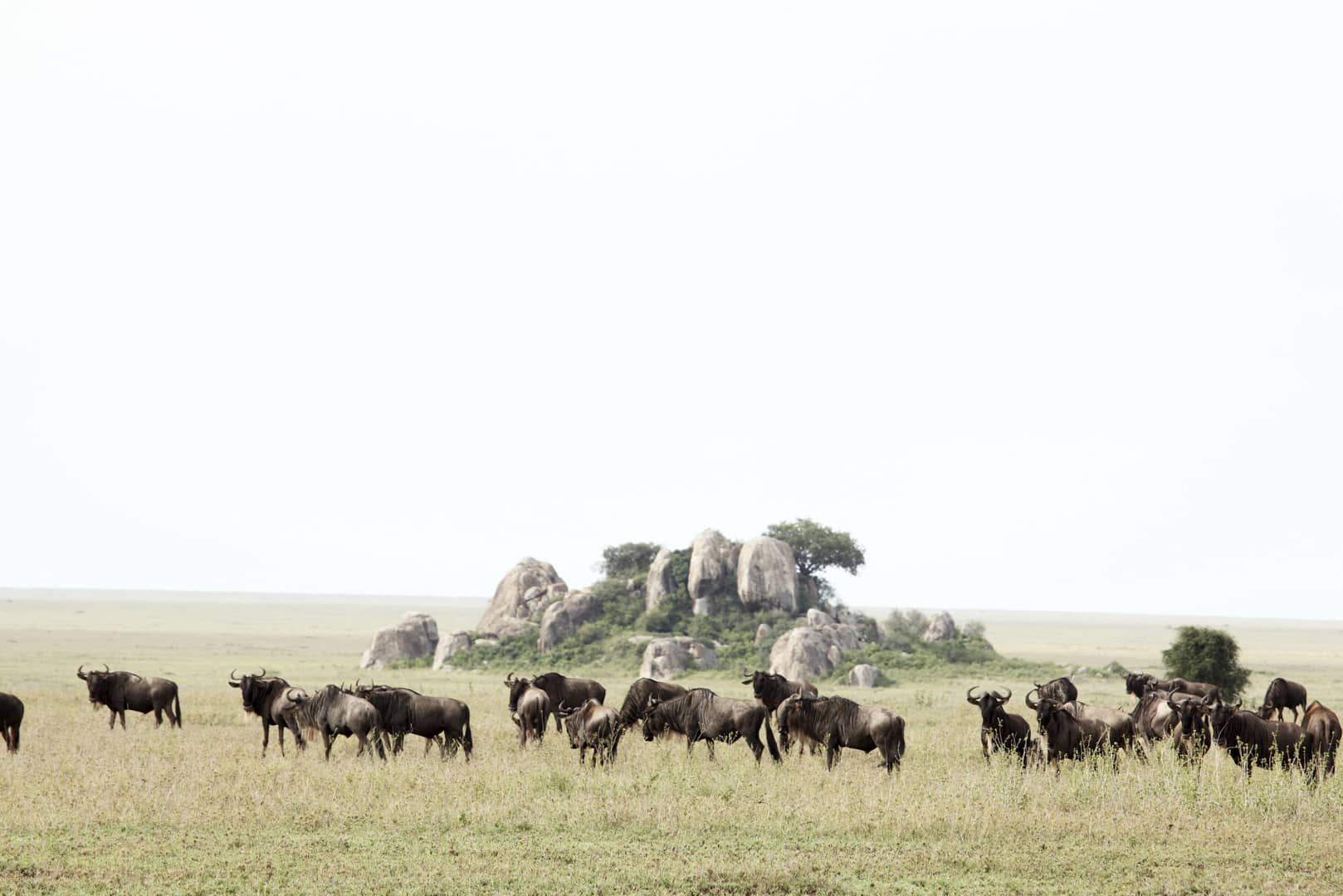 A herd of wildebeest passing by Dunia Camp.