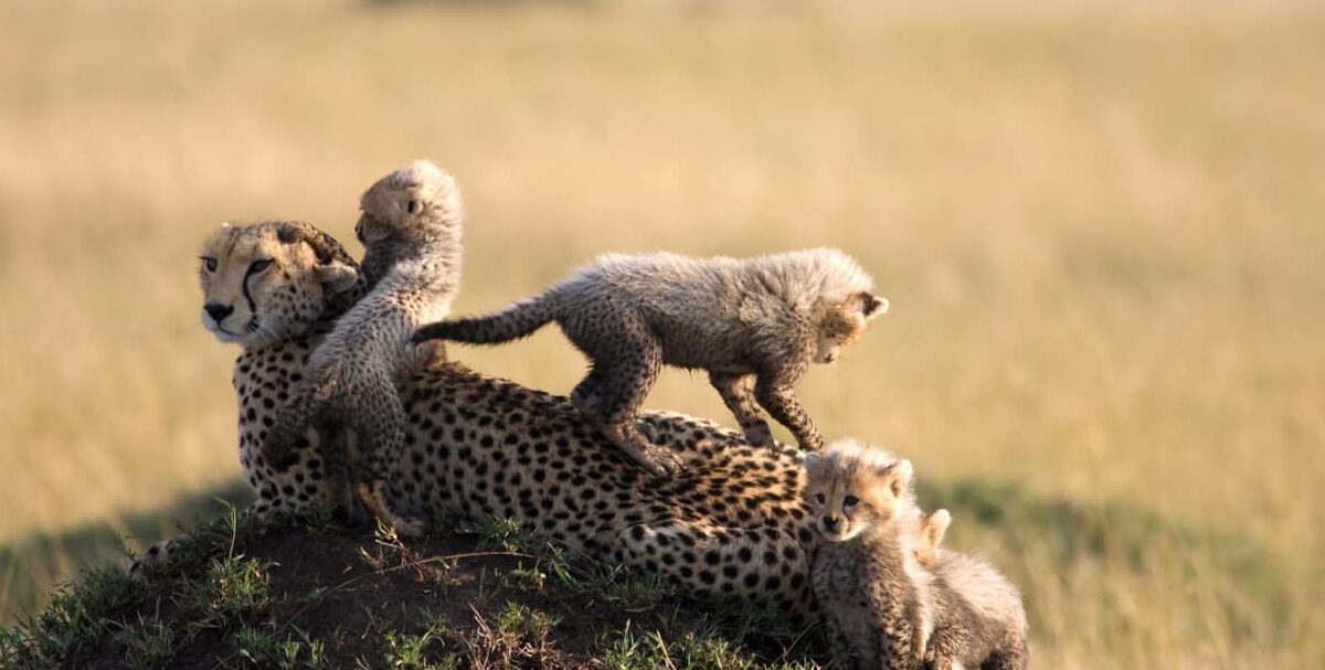 cheetah safari