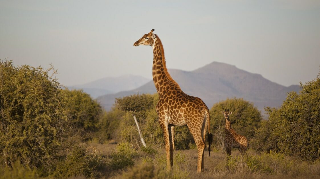 As well as safari favourites like the giraffe