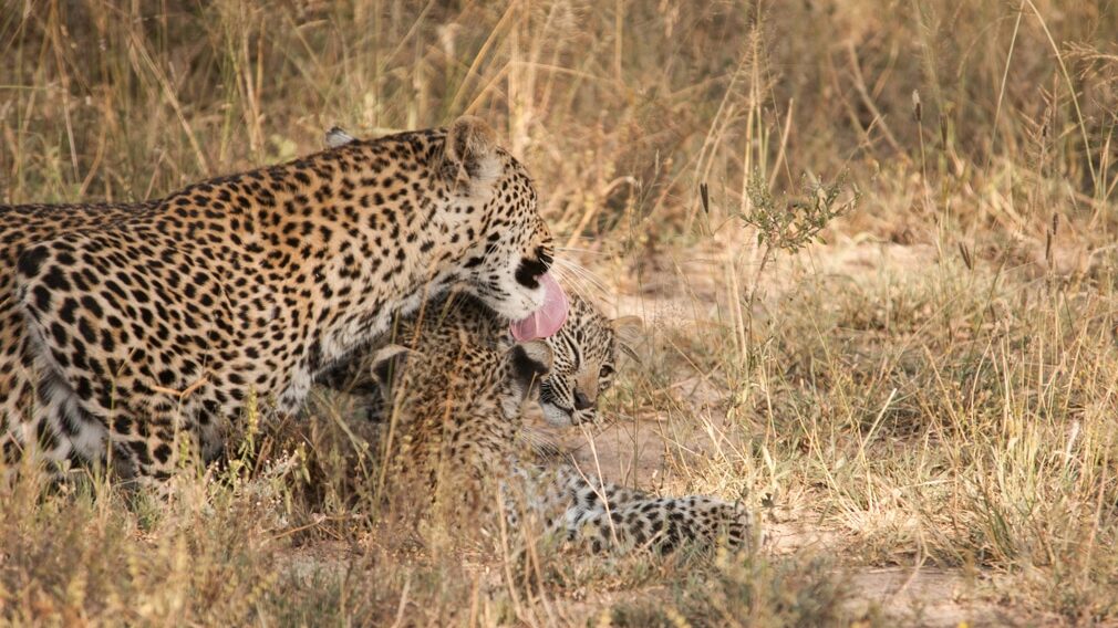 Chitwa leopards and cubs