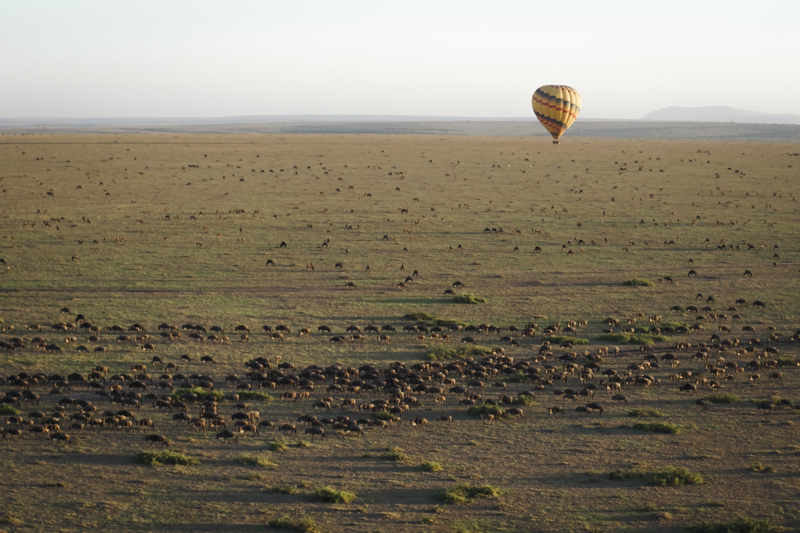 A hot air balloon floats over a herd of wildebeest in the Serengeti National Park – the home of Lemala Kuria Hills.