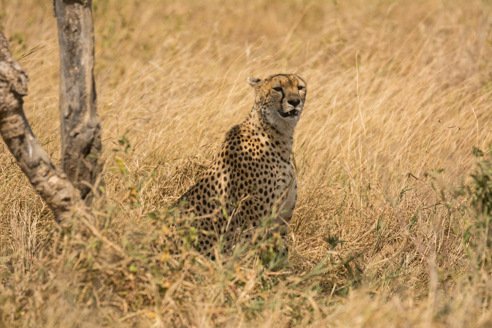 A cheetah in the Serengeti, spotted on a safari game drive at Lemala Kuria Hills.