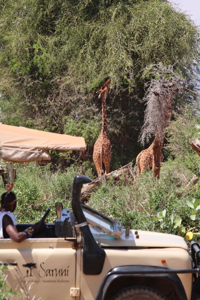 A pair of giraffes spotted on a game drive at Saruni Samburu – one of our top rated eco lodges in Africa.
