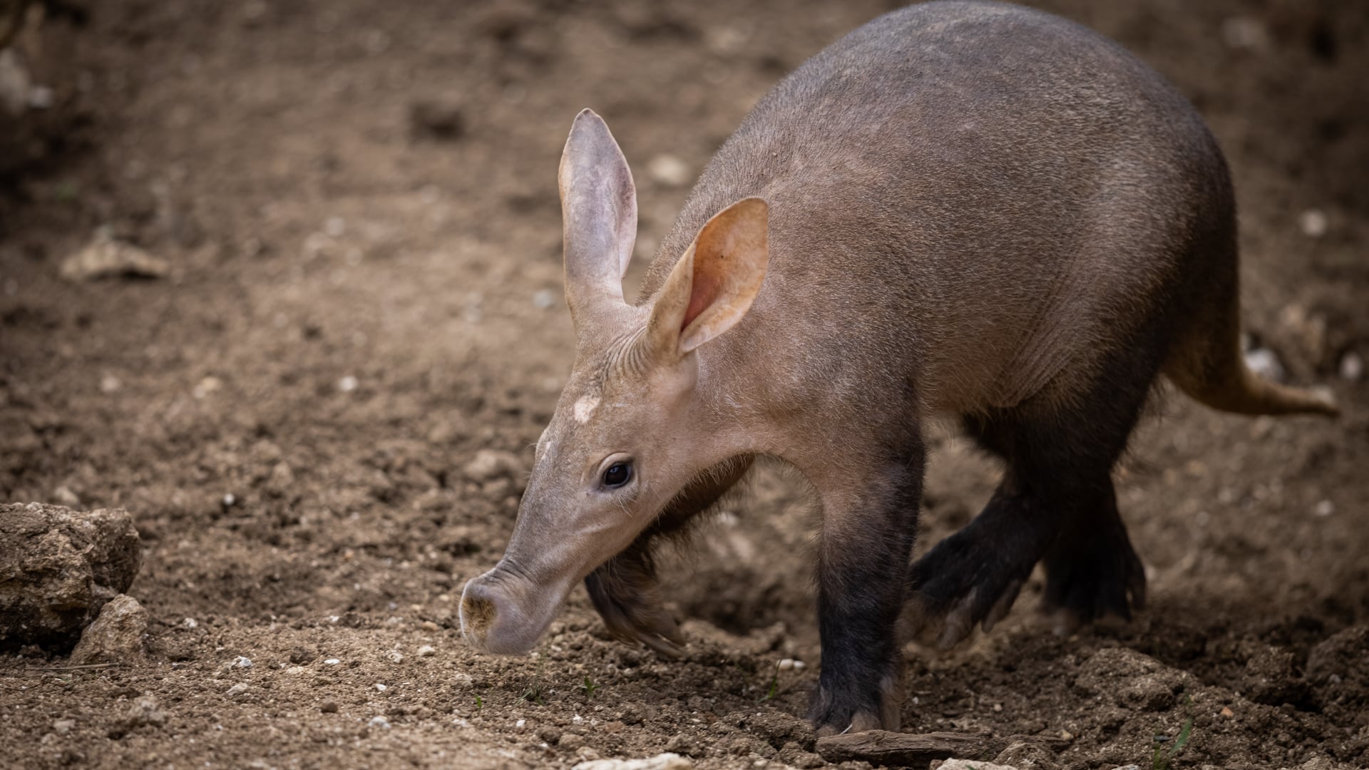 An aardvark in some sand – one of Africa’s most elusive safari animals.