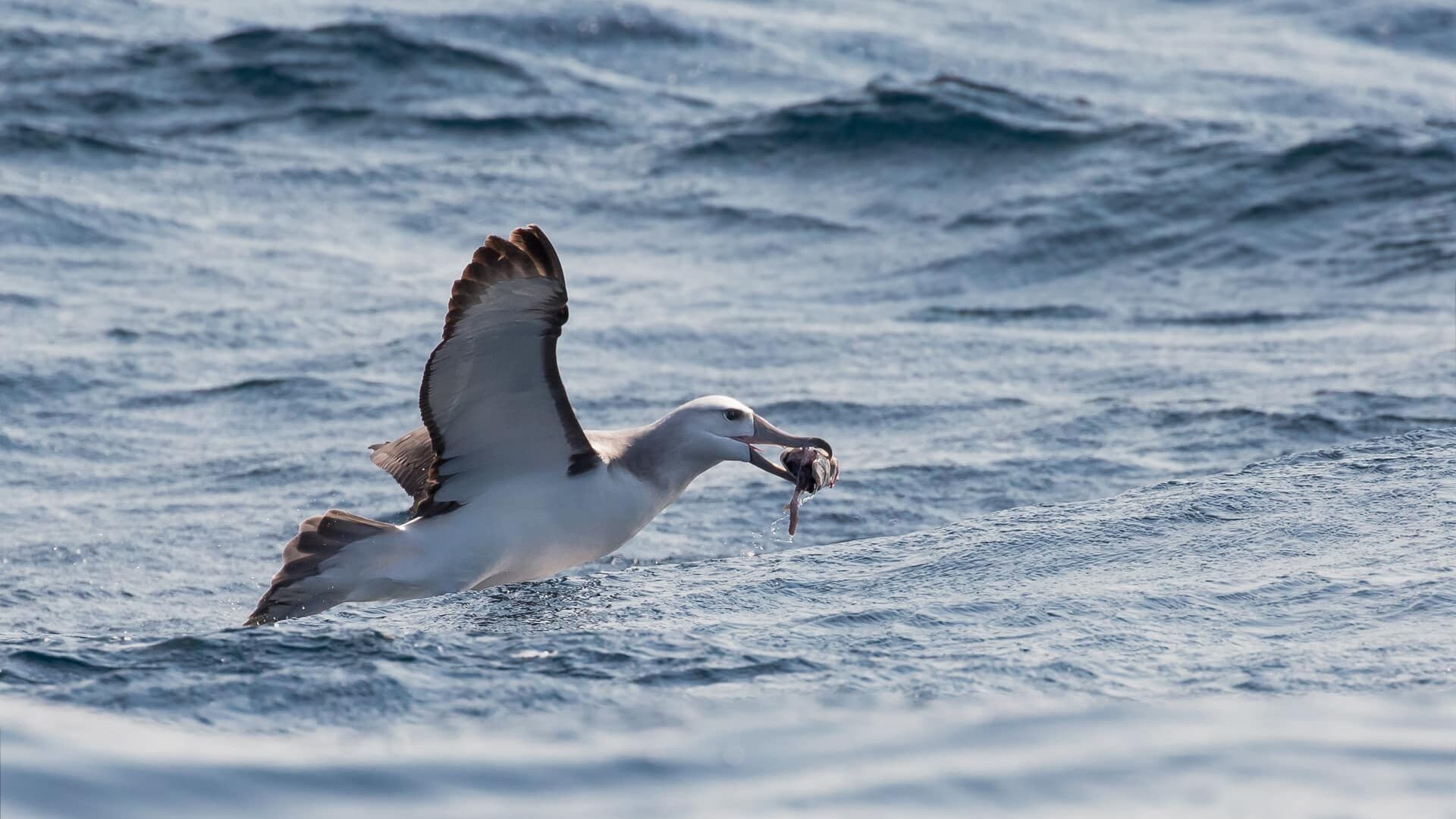 Albatross (Thalassarche cauta) feeding on bycatch from a longline trawler off Cape Town, South Africa