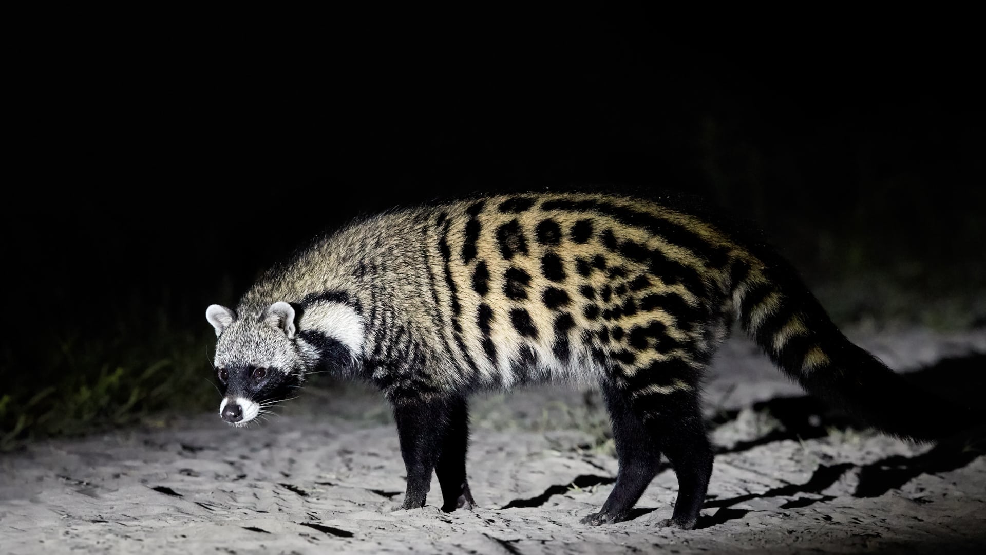 A civet lit up in the road during a safari – one of Africa’s most elusive safari animals.