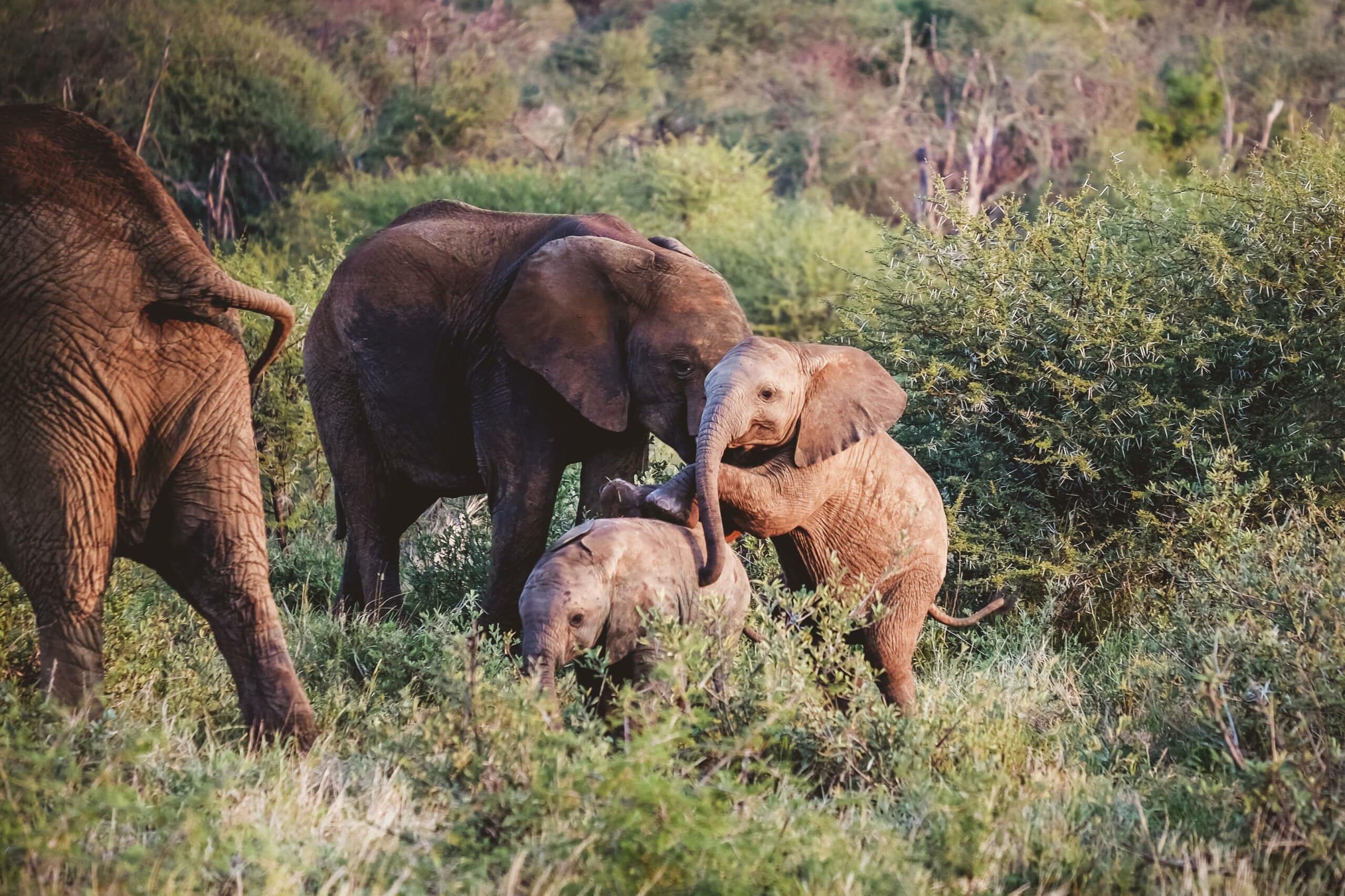 Elephants in Madikwe Game Reserve