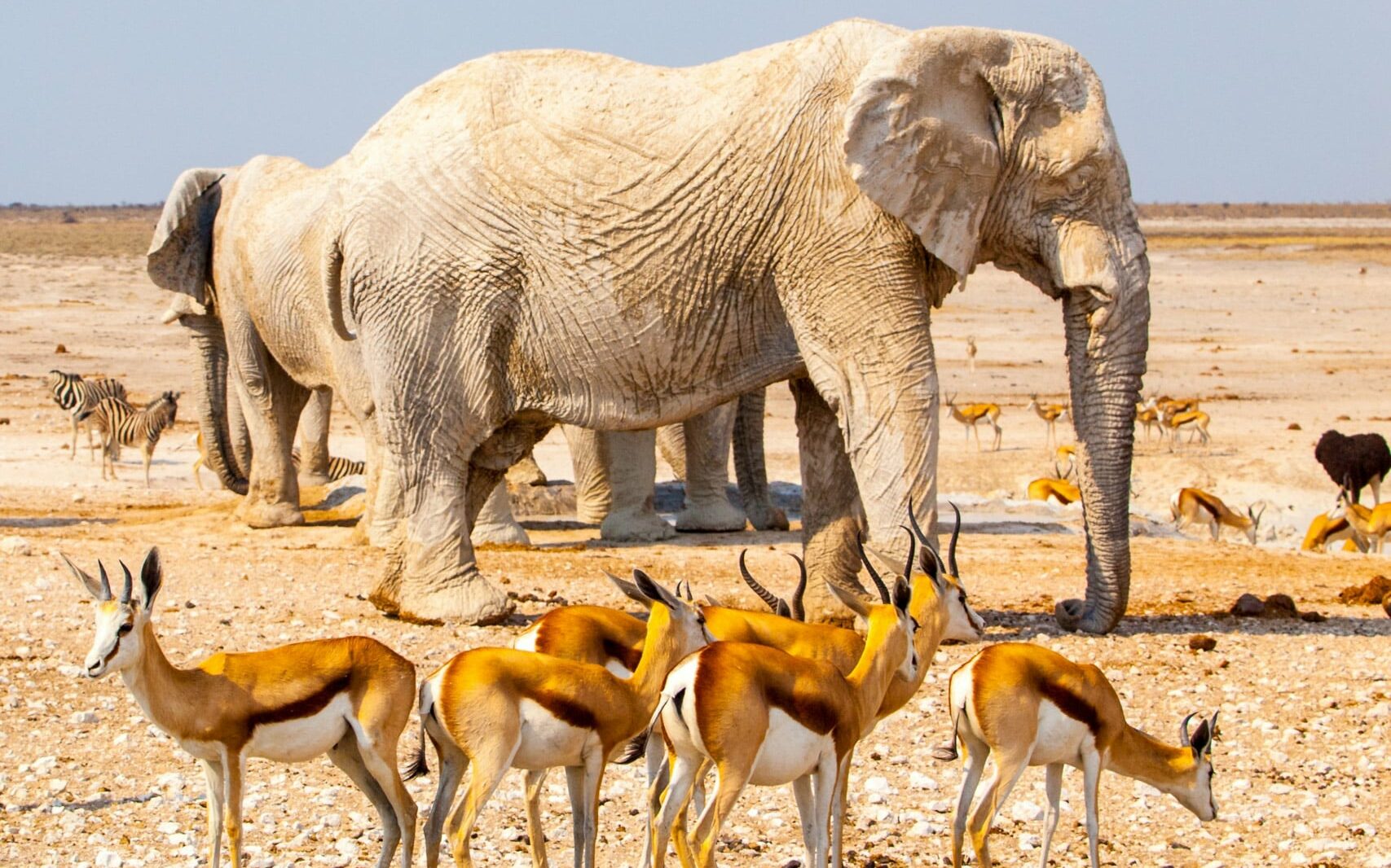 Herd of impalas and majestic white elephants at waterhole, Etosha National Park, Namibia, Africa.