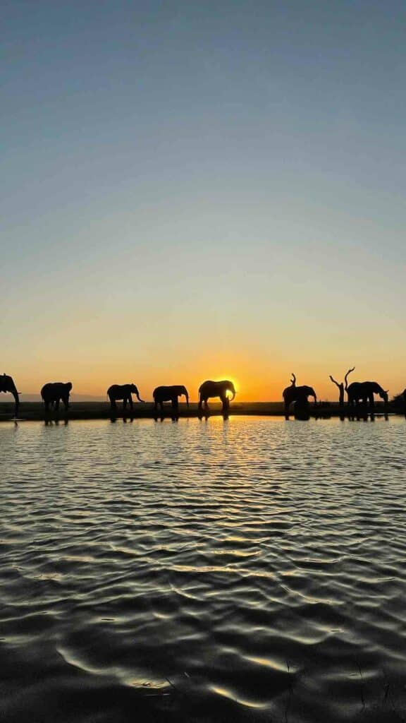 Elephants walking past a waterhole during sunset at Jabulani Safari lodge.