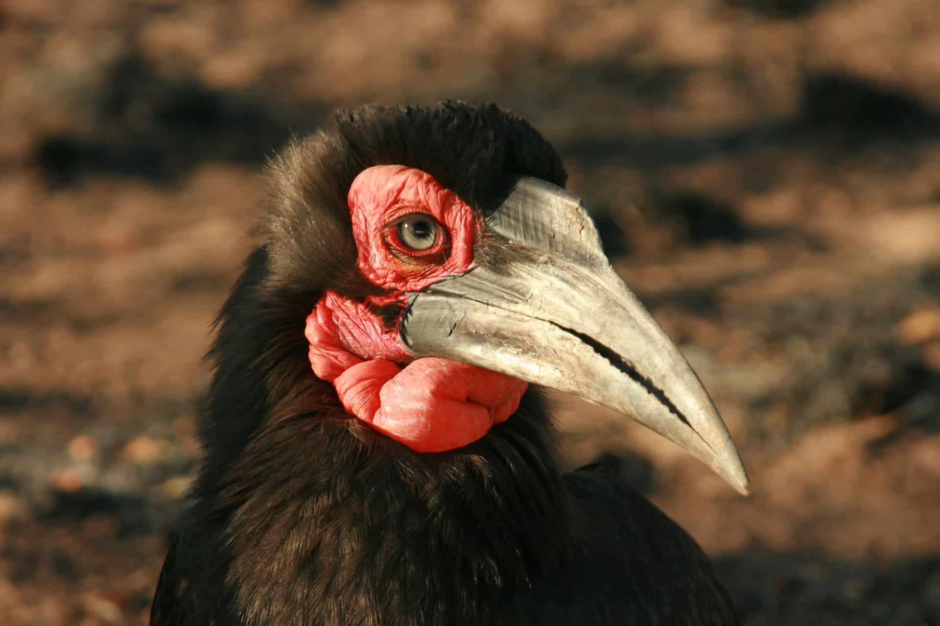 Ground Hornbill bird close up view of face, beak and eye, Kruger National Park, South Africa.