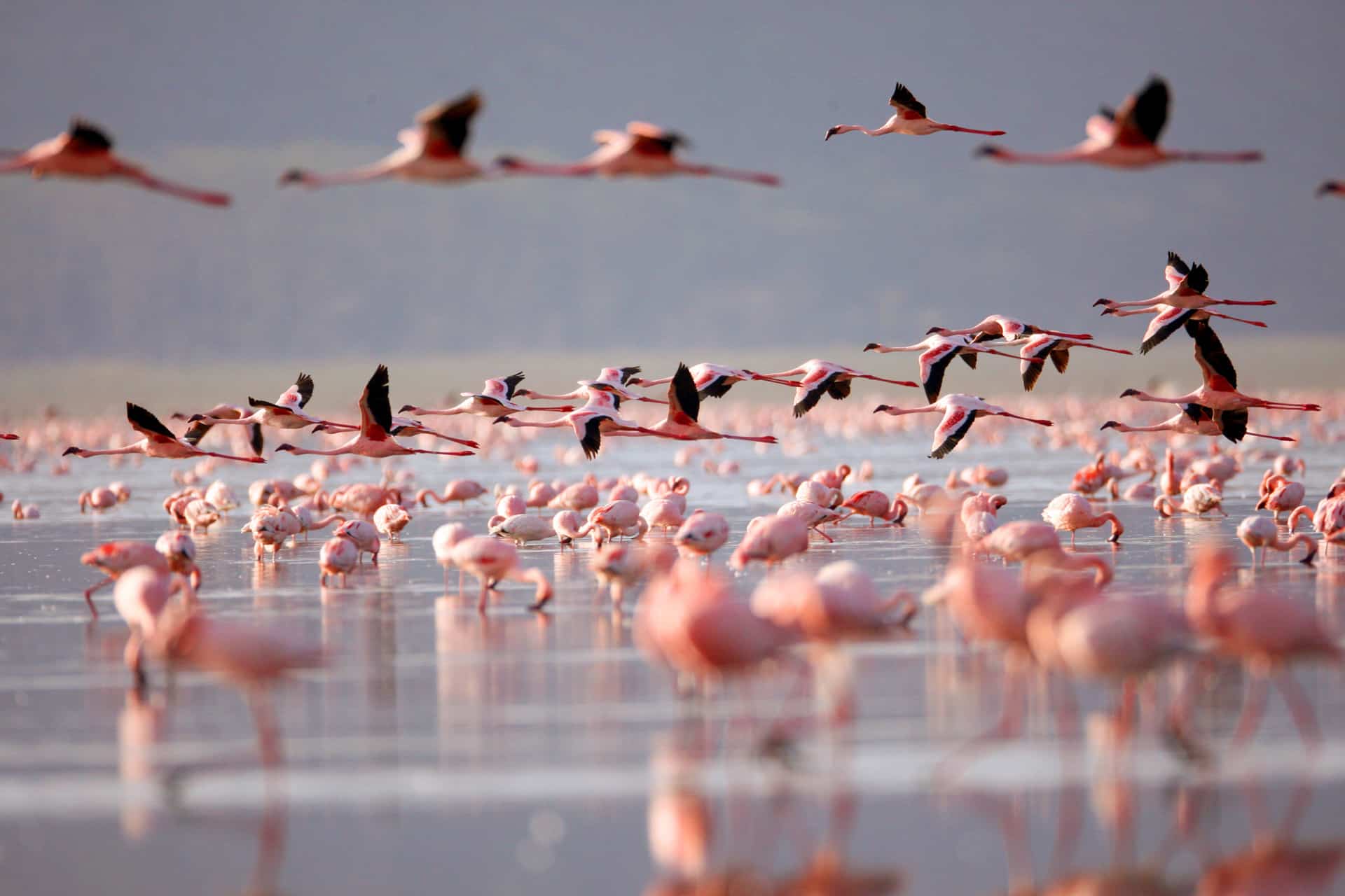 Luxury birding safaris