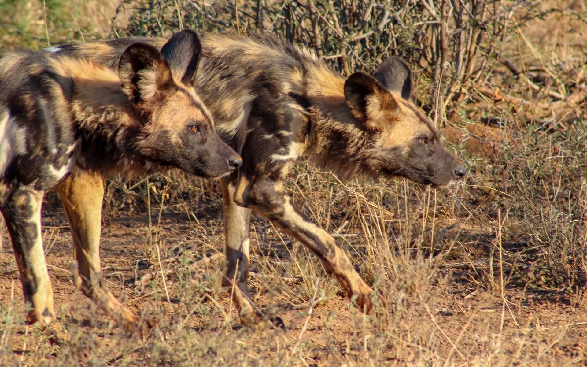 Wild dog hunting in a pack in Madikwe Game Reserve in South Africa. Wild dogs crouched in South African vegetation