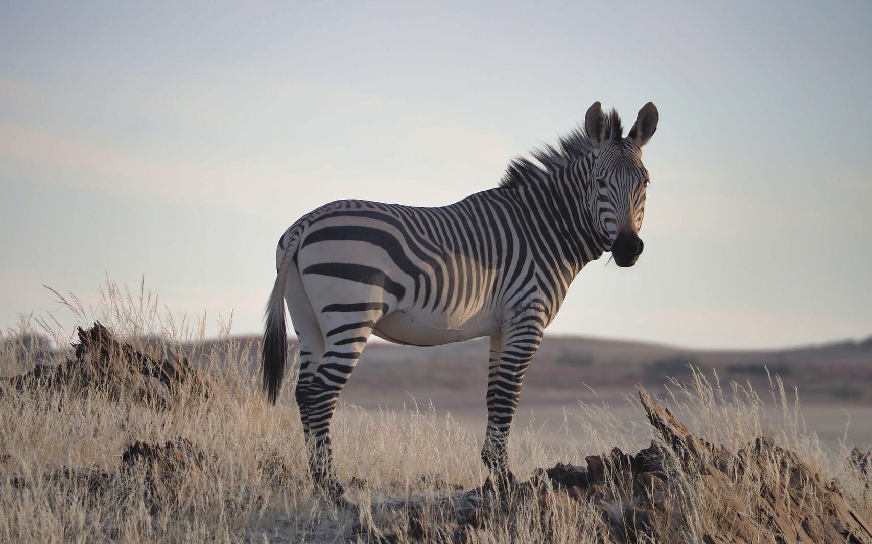 Hartmann's mountain zebra (Equus zebra hartmannae) in Namib-Naukluft national Park, Namibia