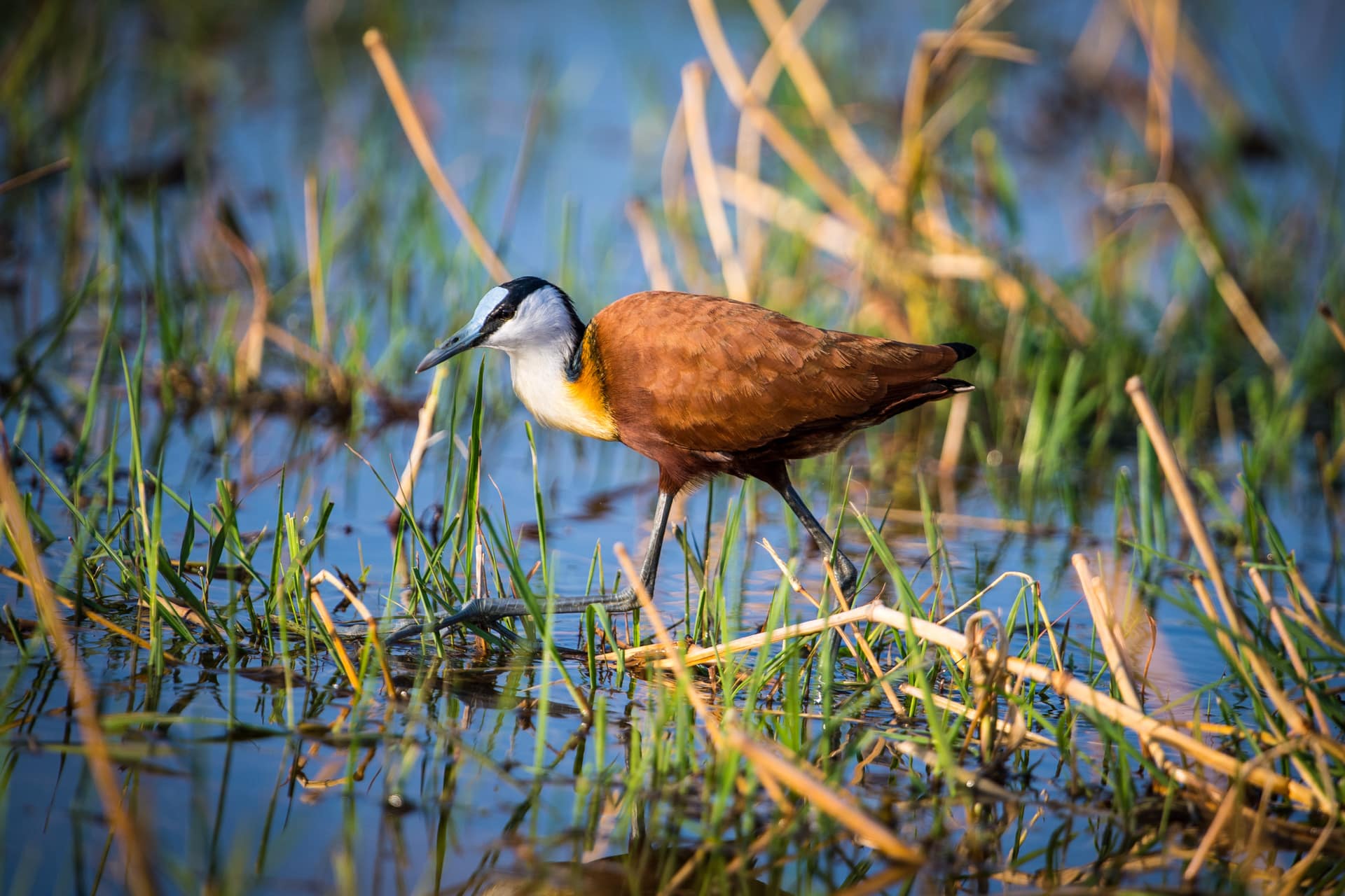 African duck walking through water in Khwai River. Botswana safari.